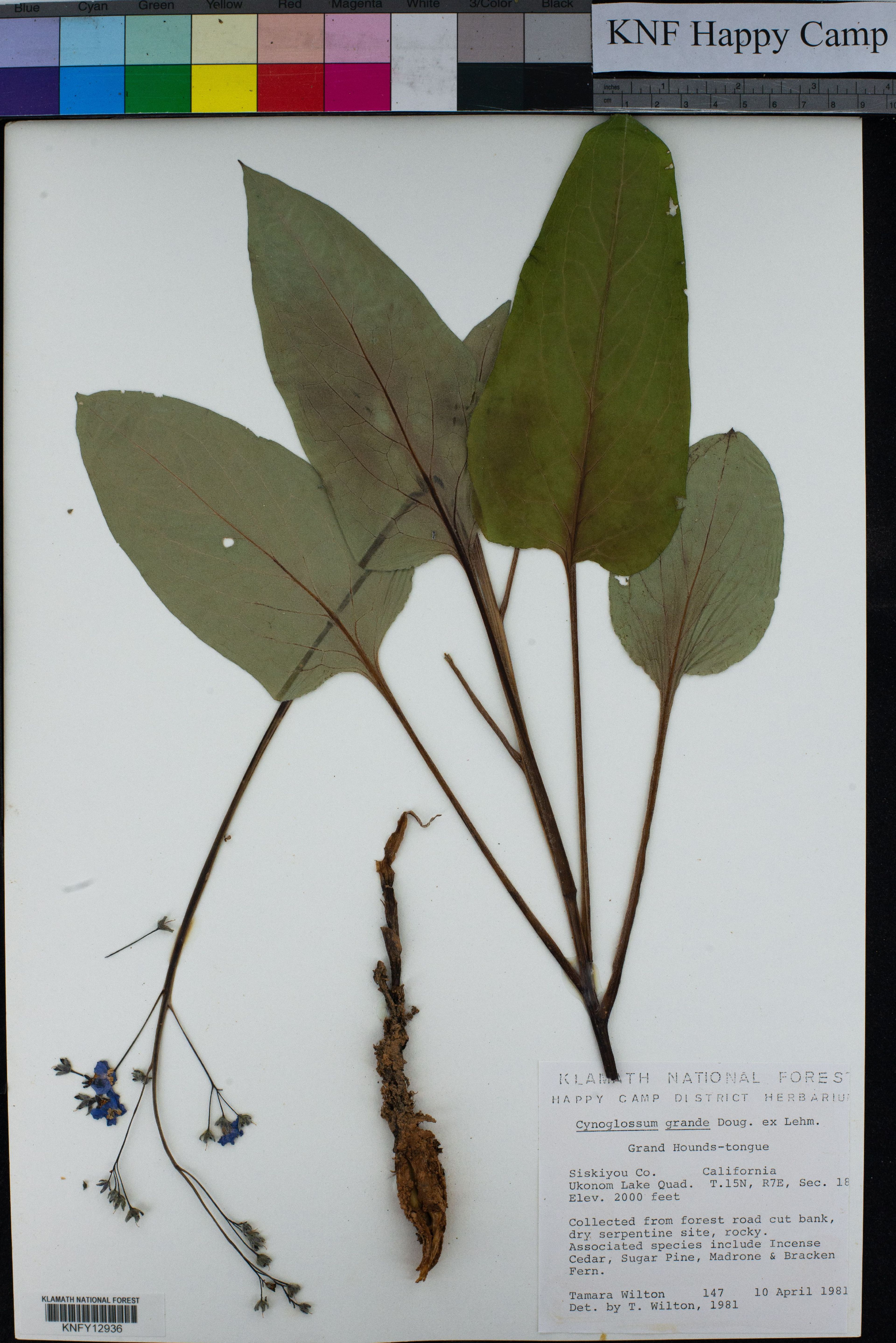 Cynoglossum grande - 54