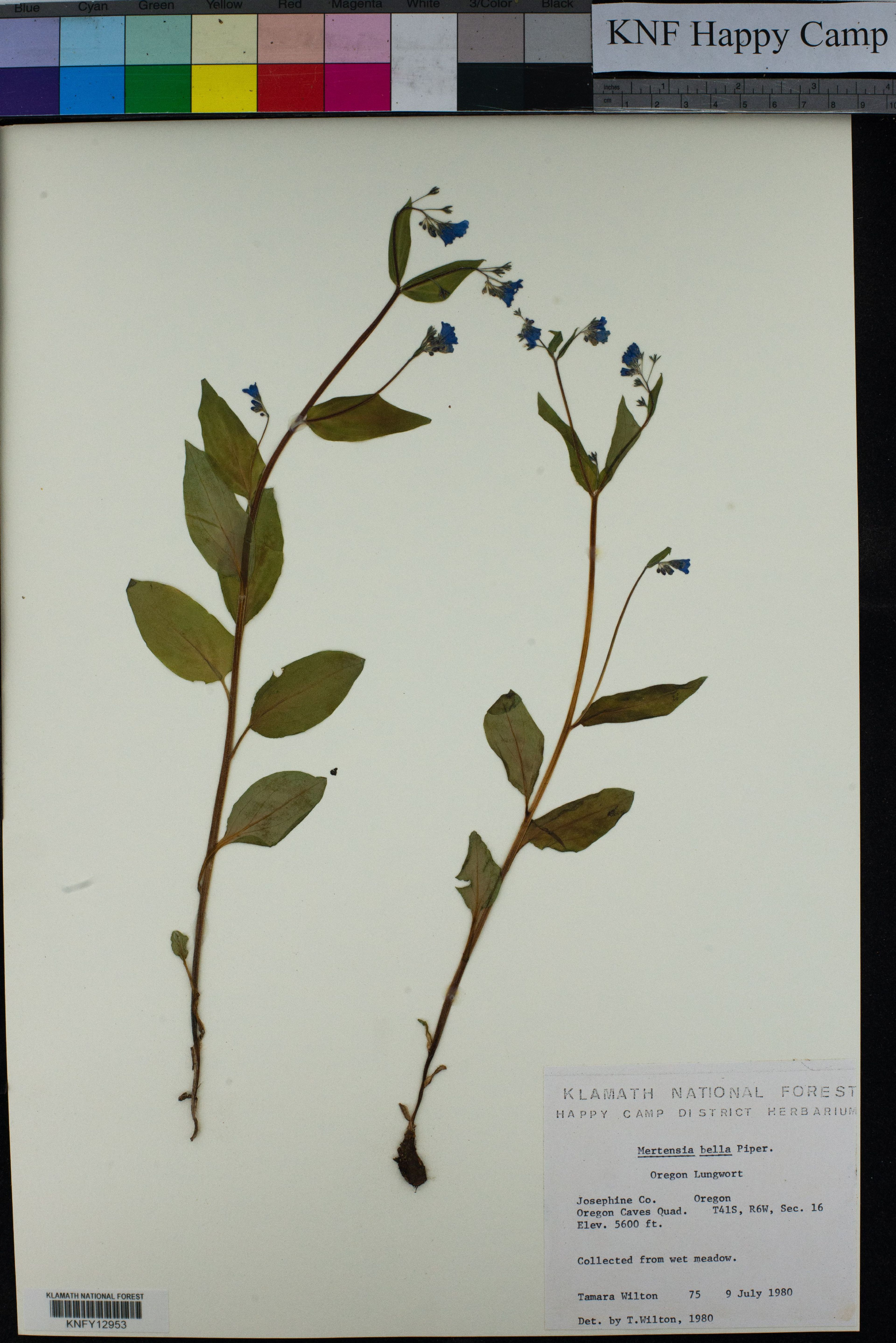 Mertensia bella - 37