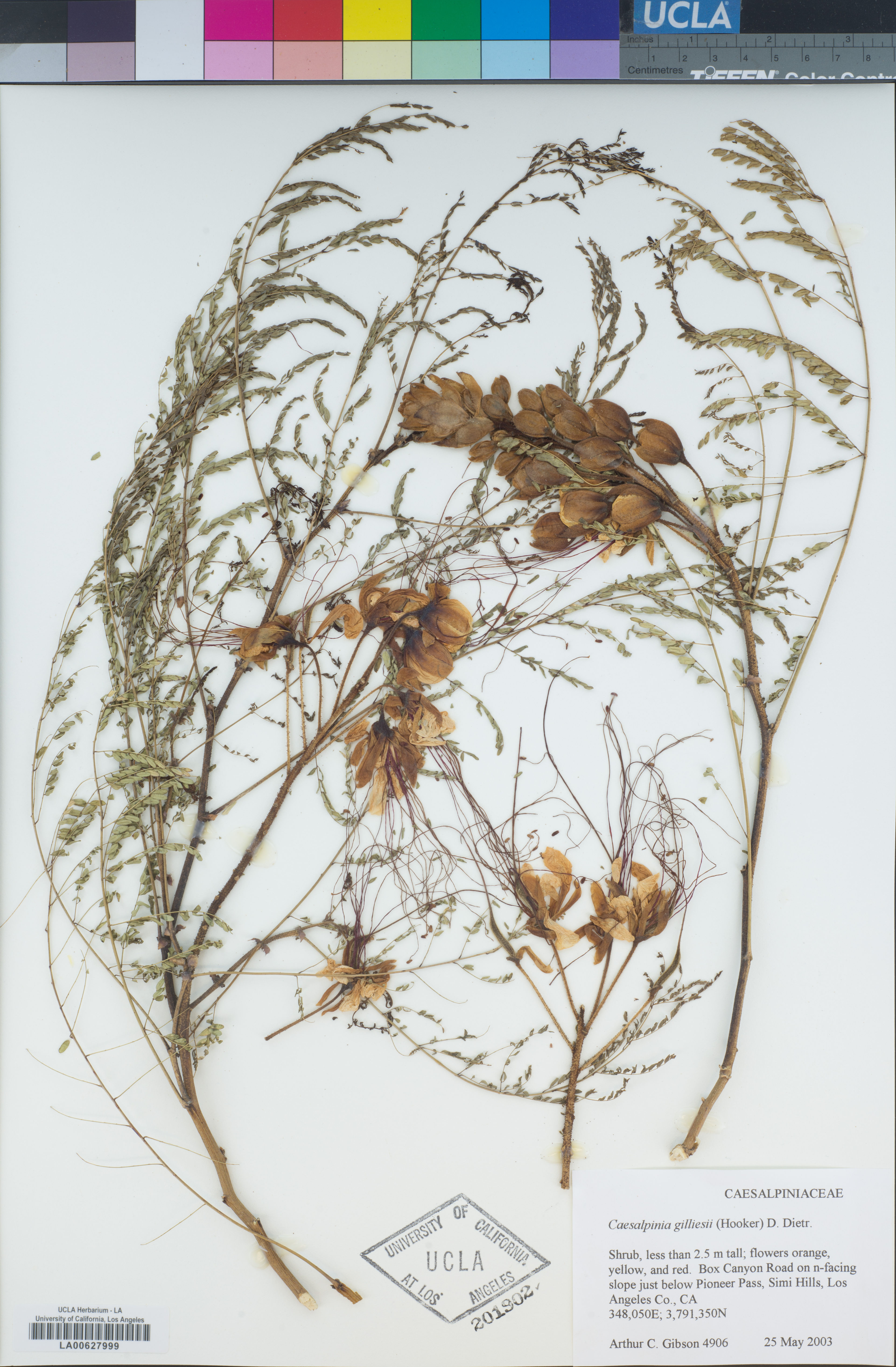Caesalpinia gilliesii - 54