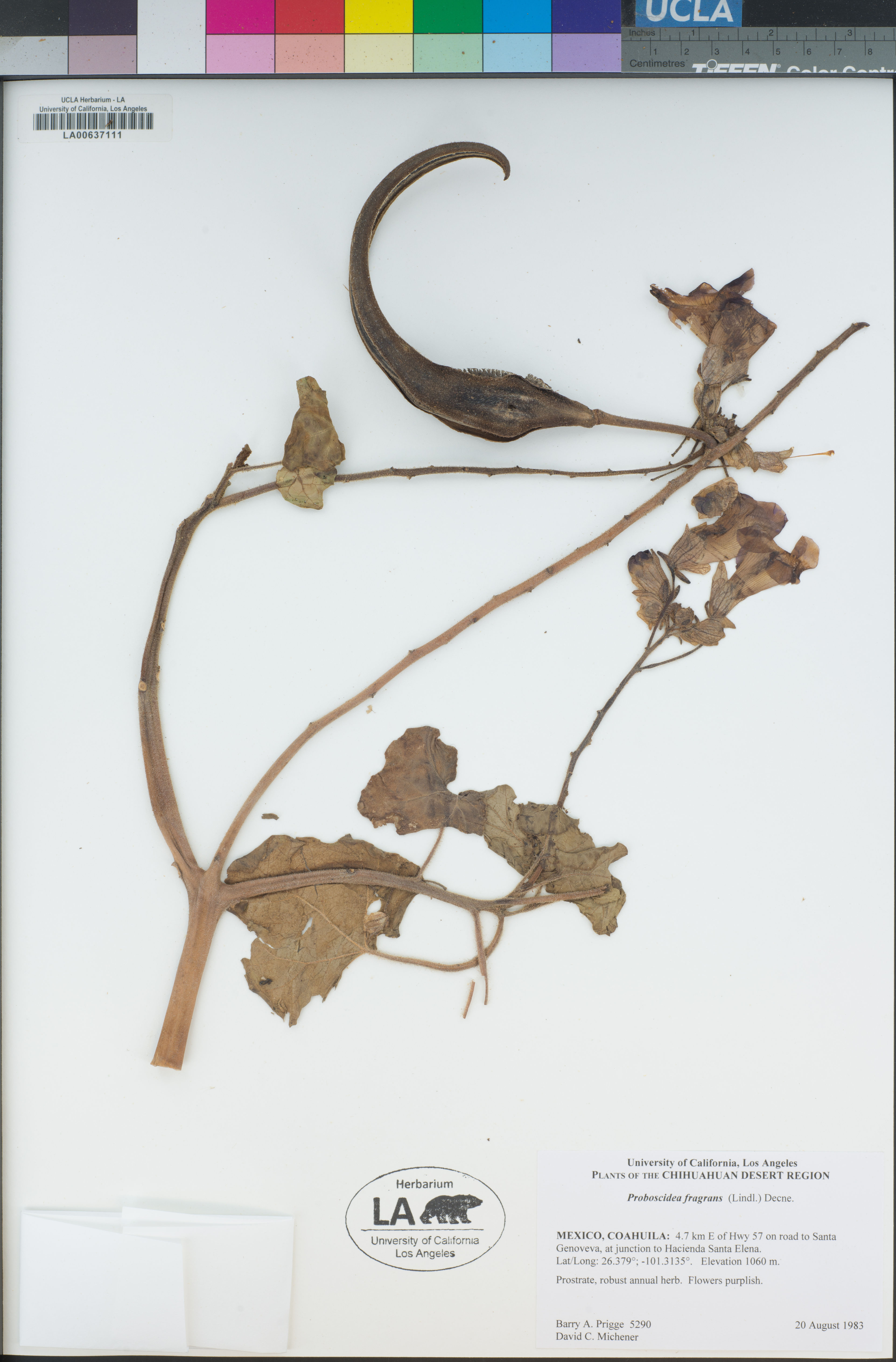Proboscidea fragrans - 59