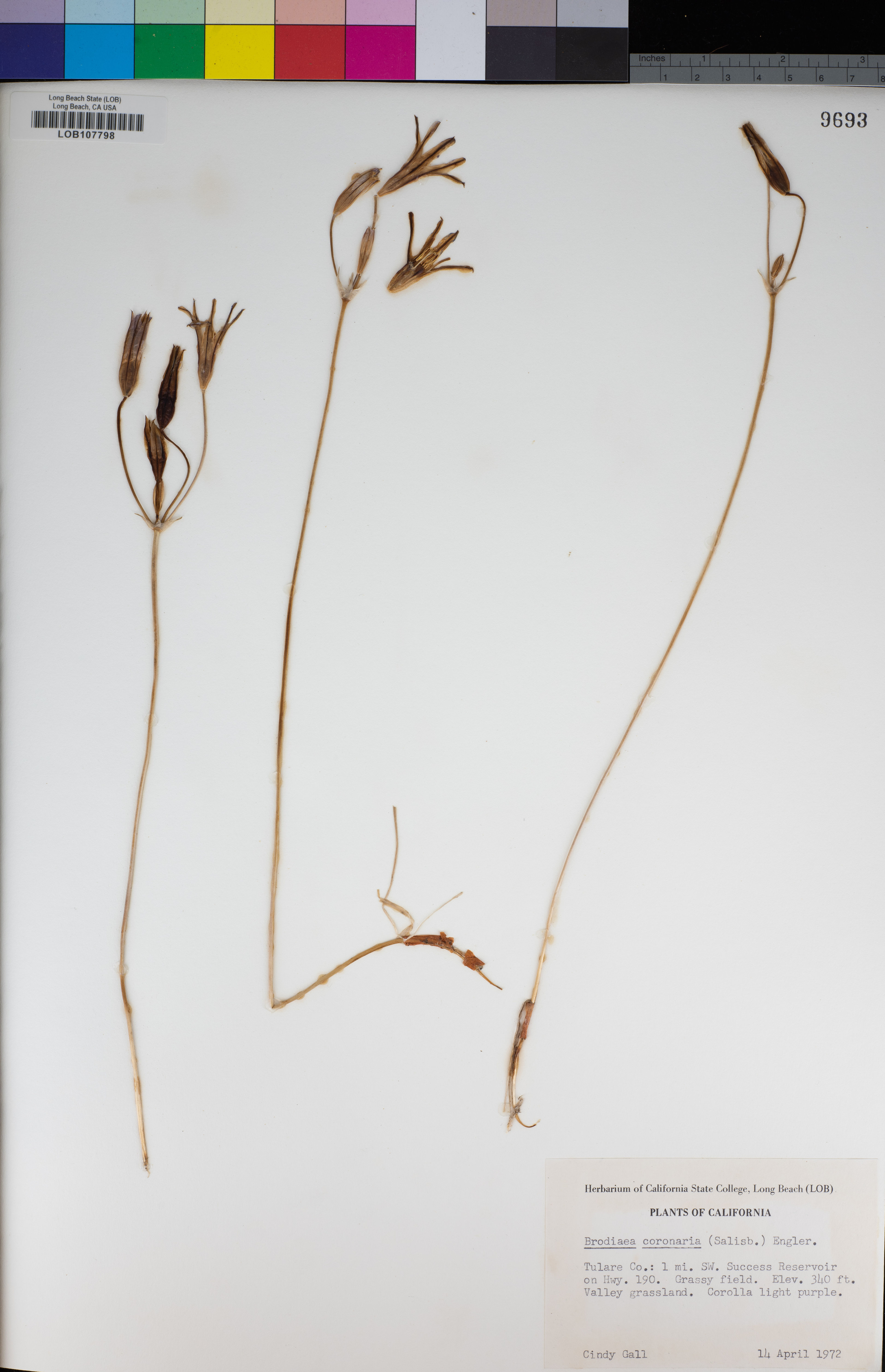 Brodiaea coronaria - 6