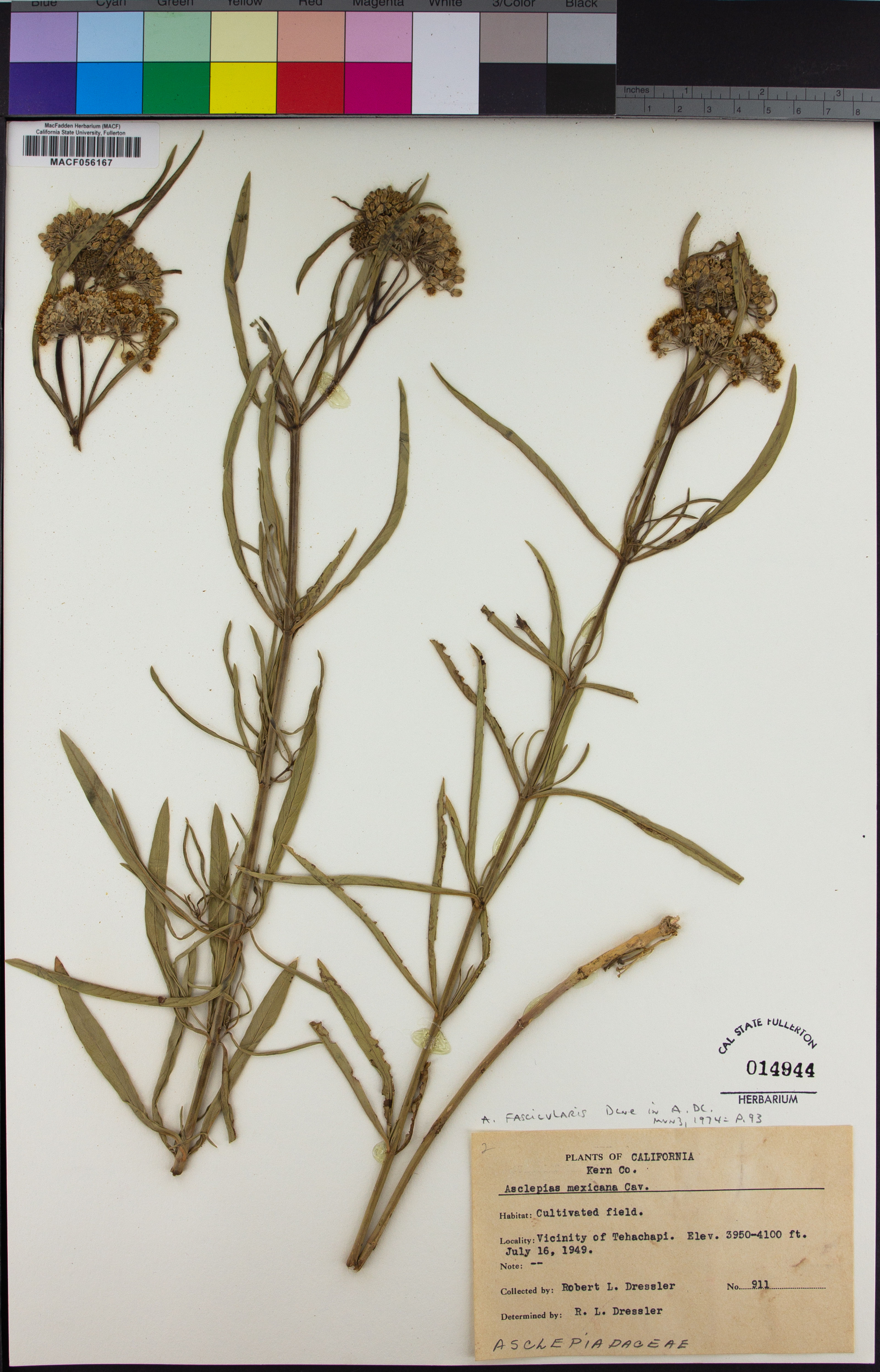 Asclepias mexicana - 14