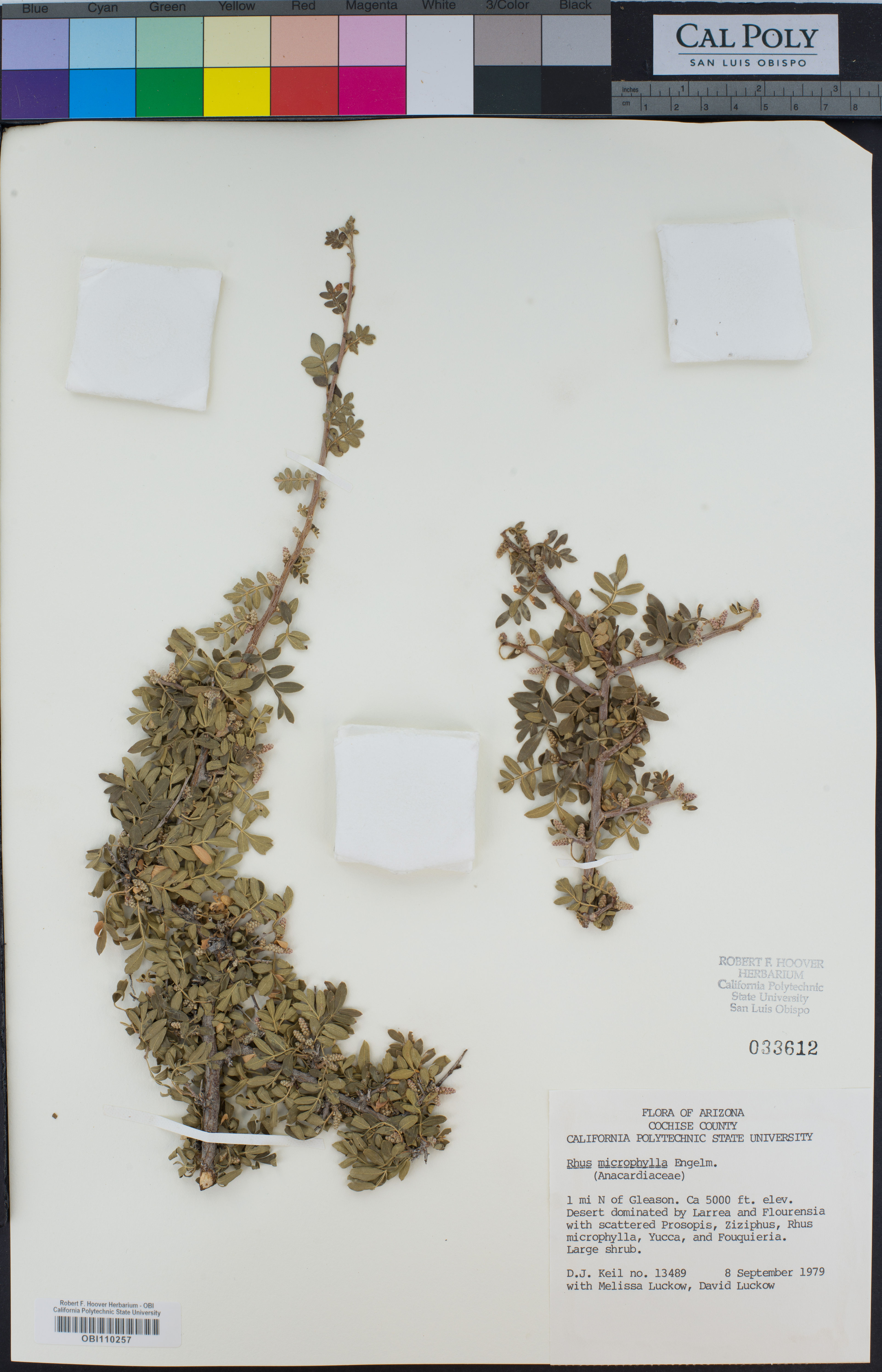 Rhus microphylla - 10