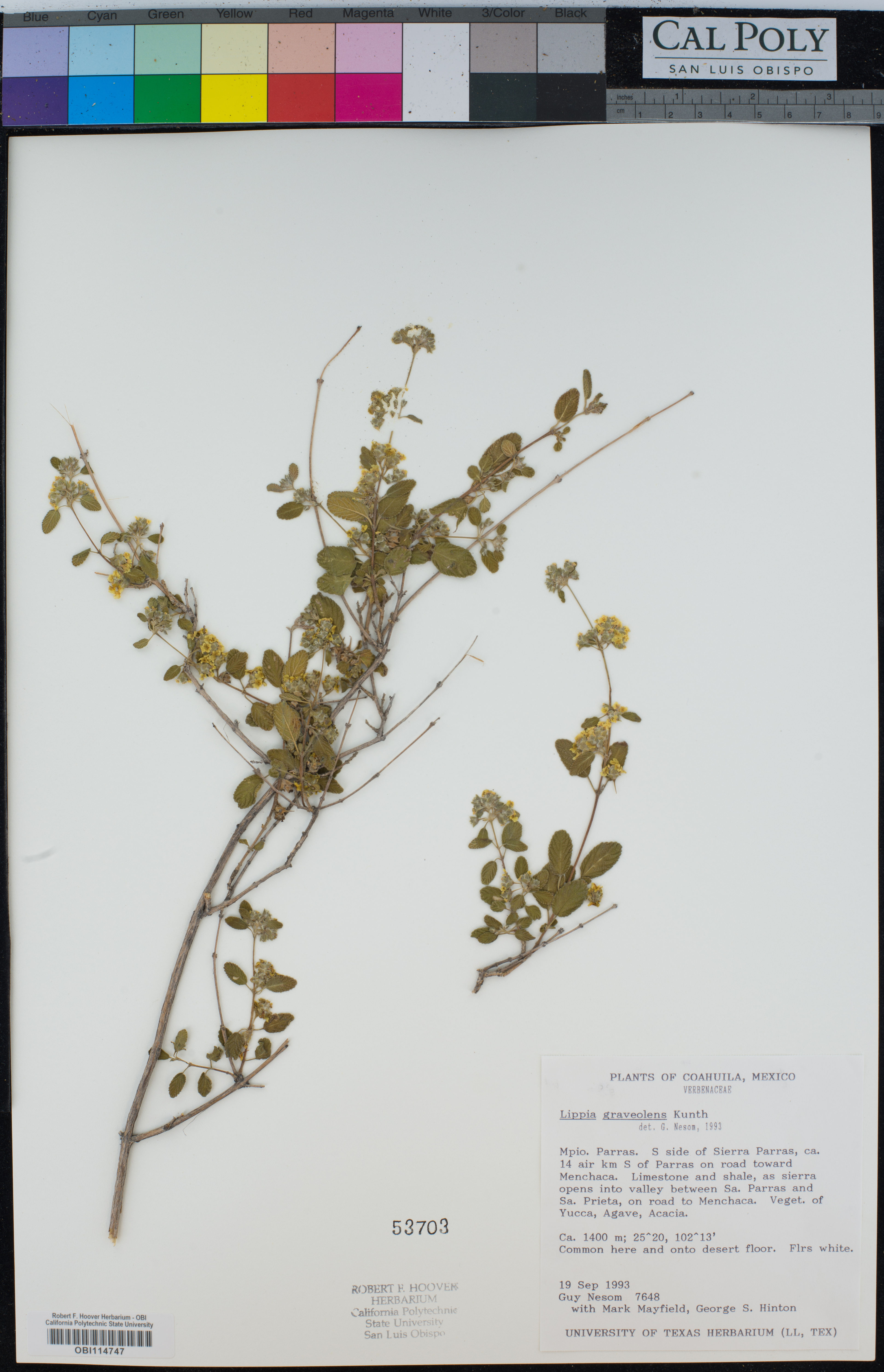 Lippia graveolens - 24