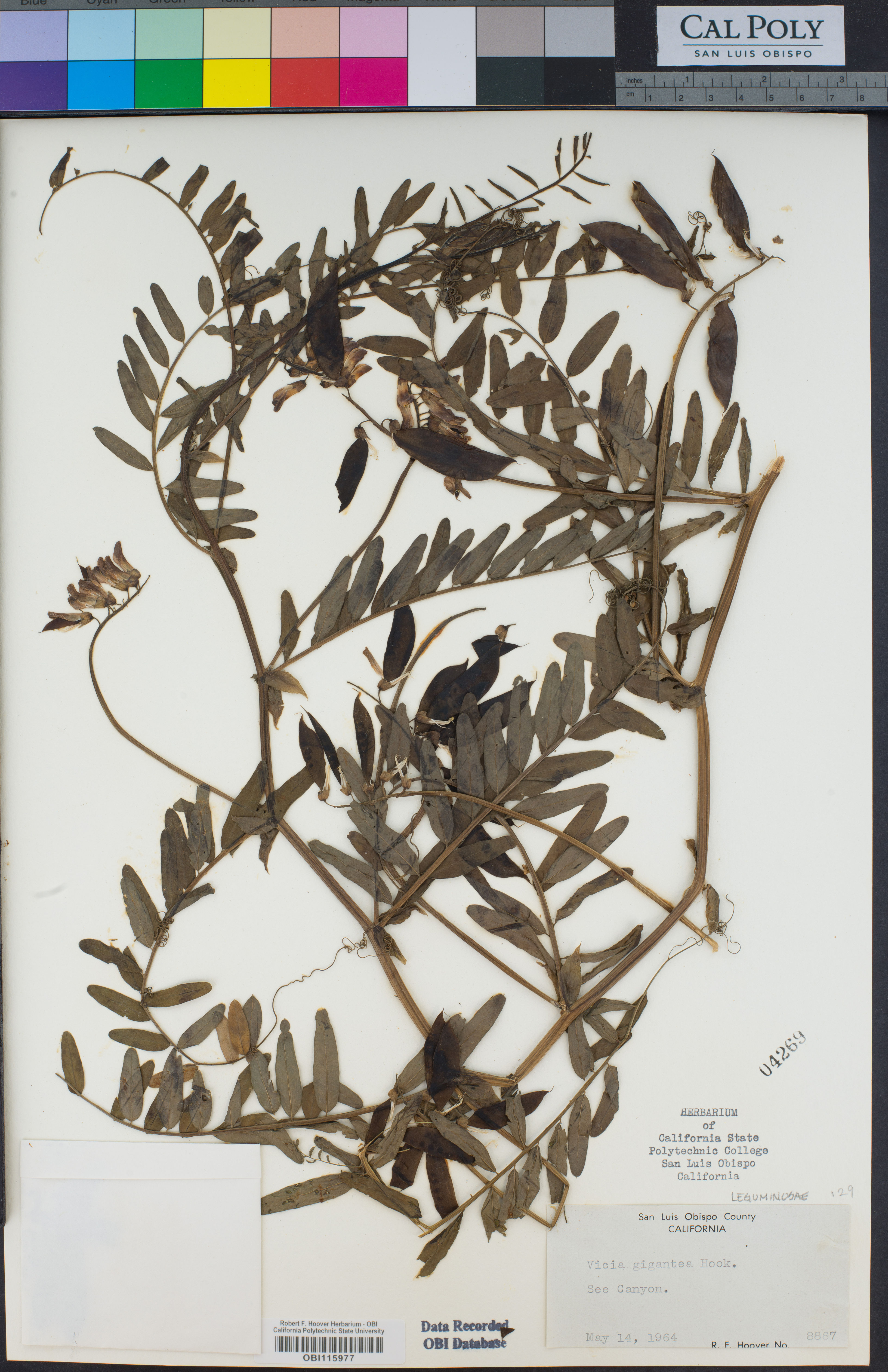 Vicia gigantea - 69