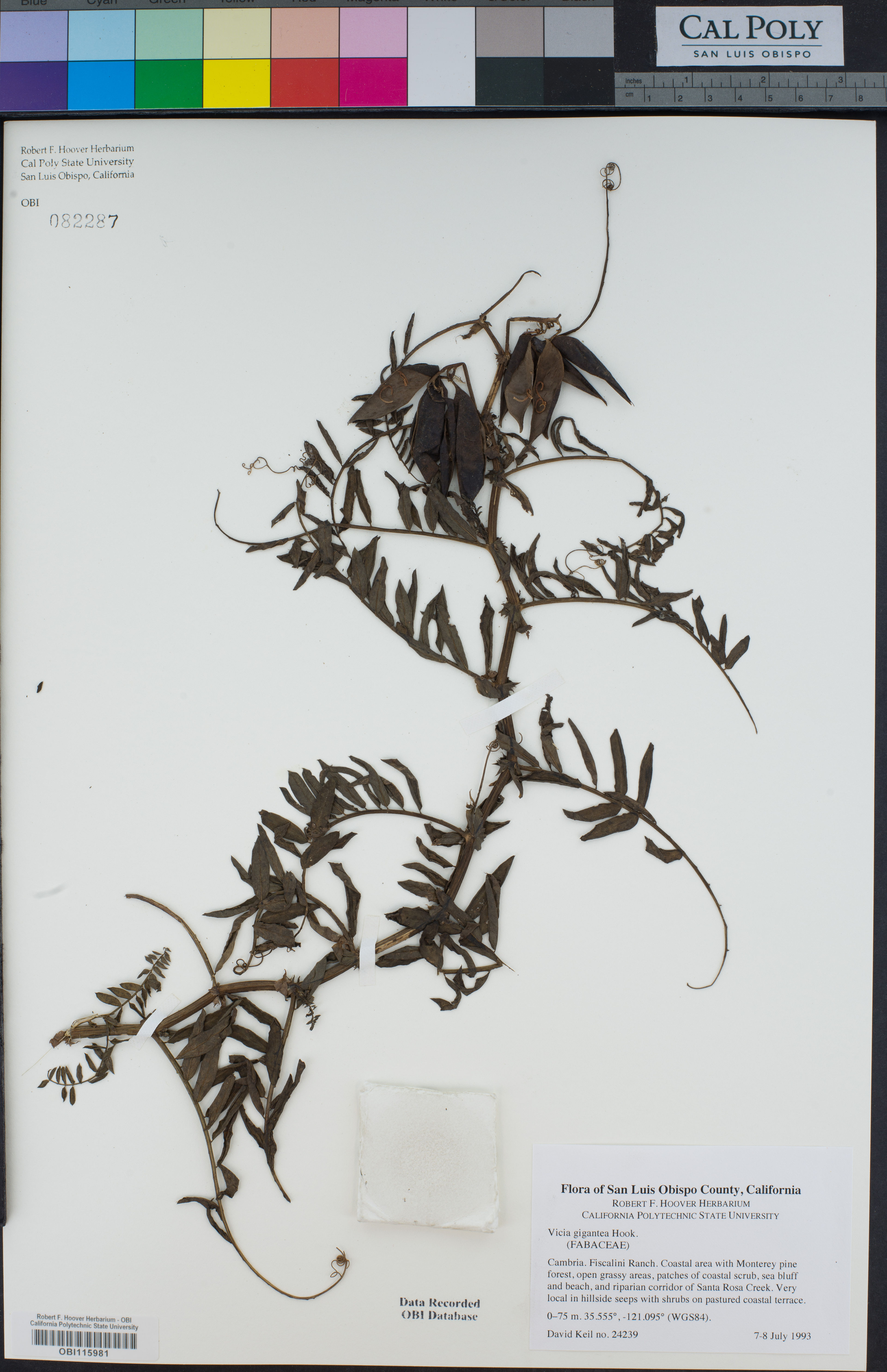 Vicia gigantea - 34