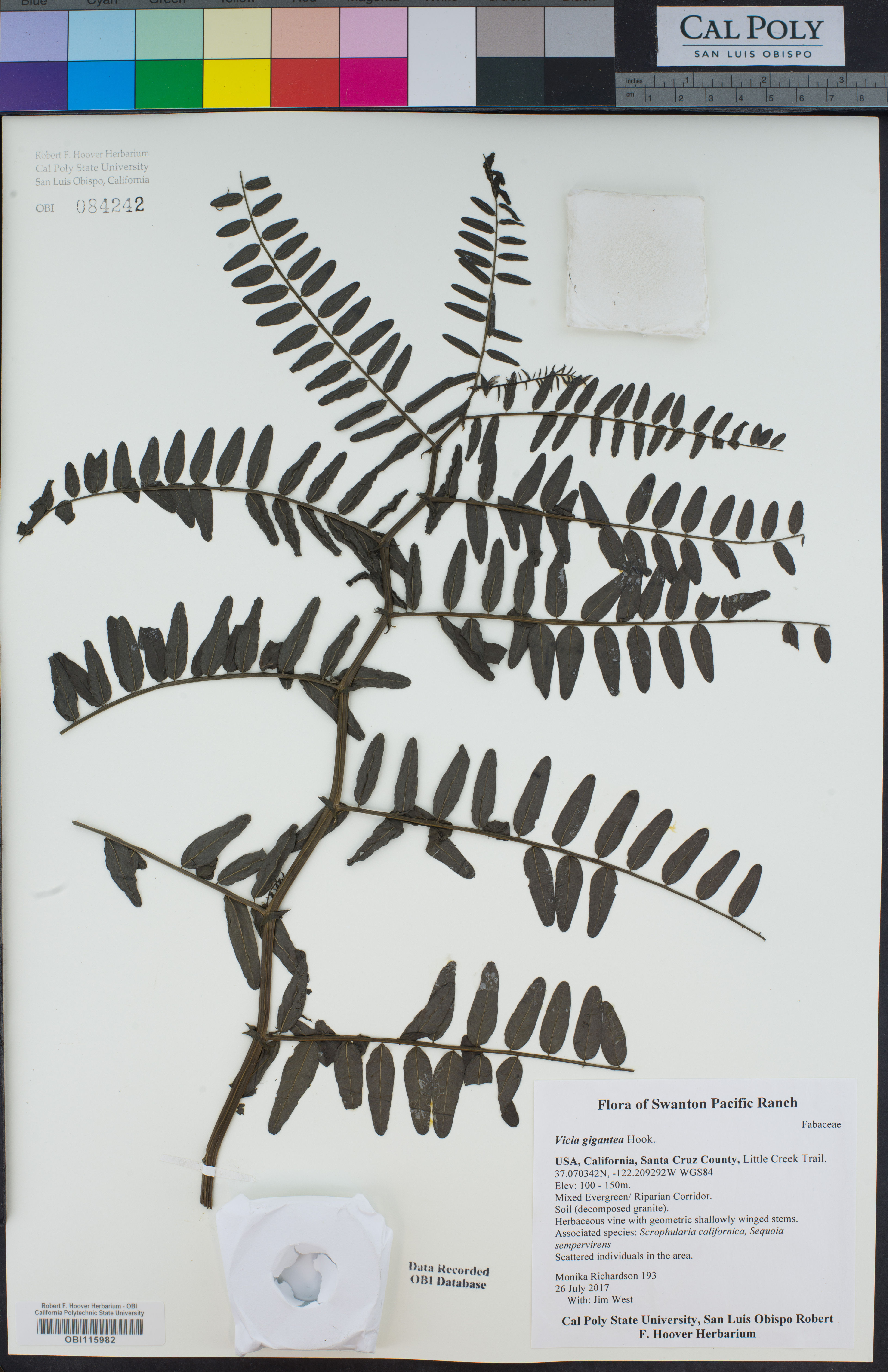 Vicia gigantea - 74