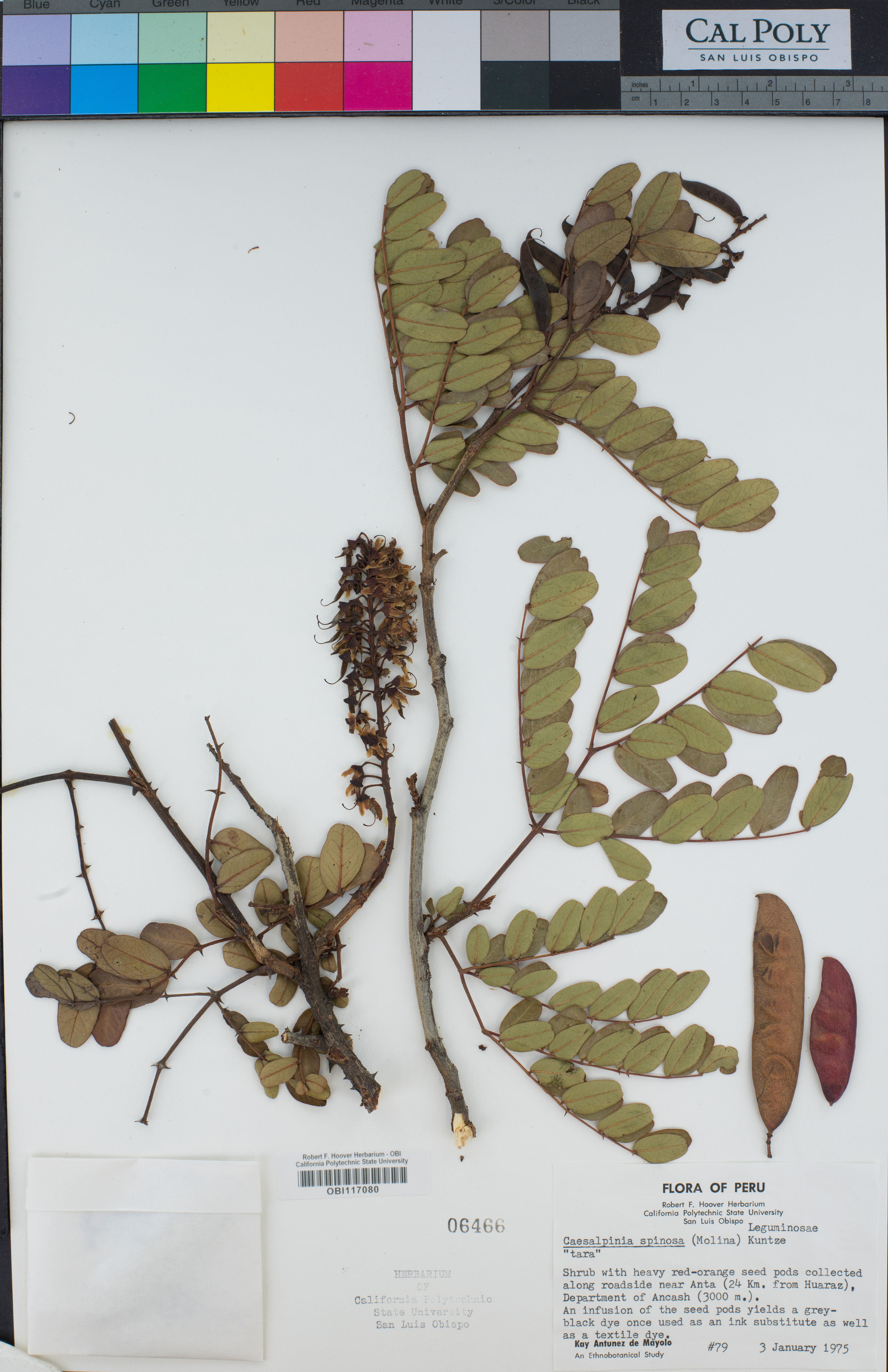 Caesalpinia spinosa - 90