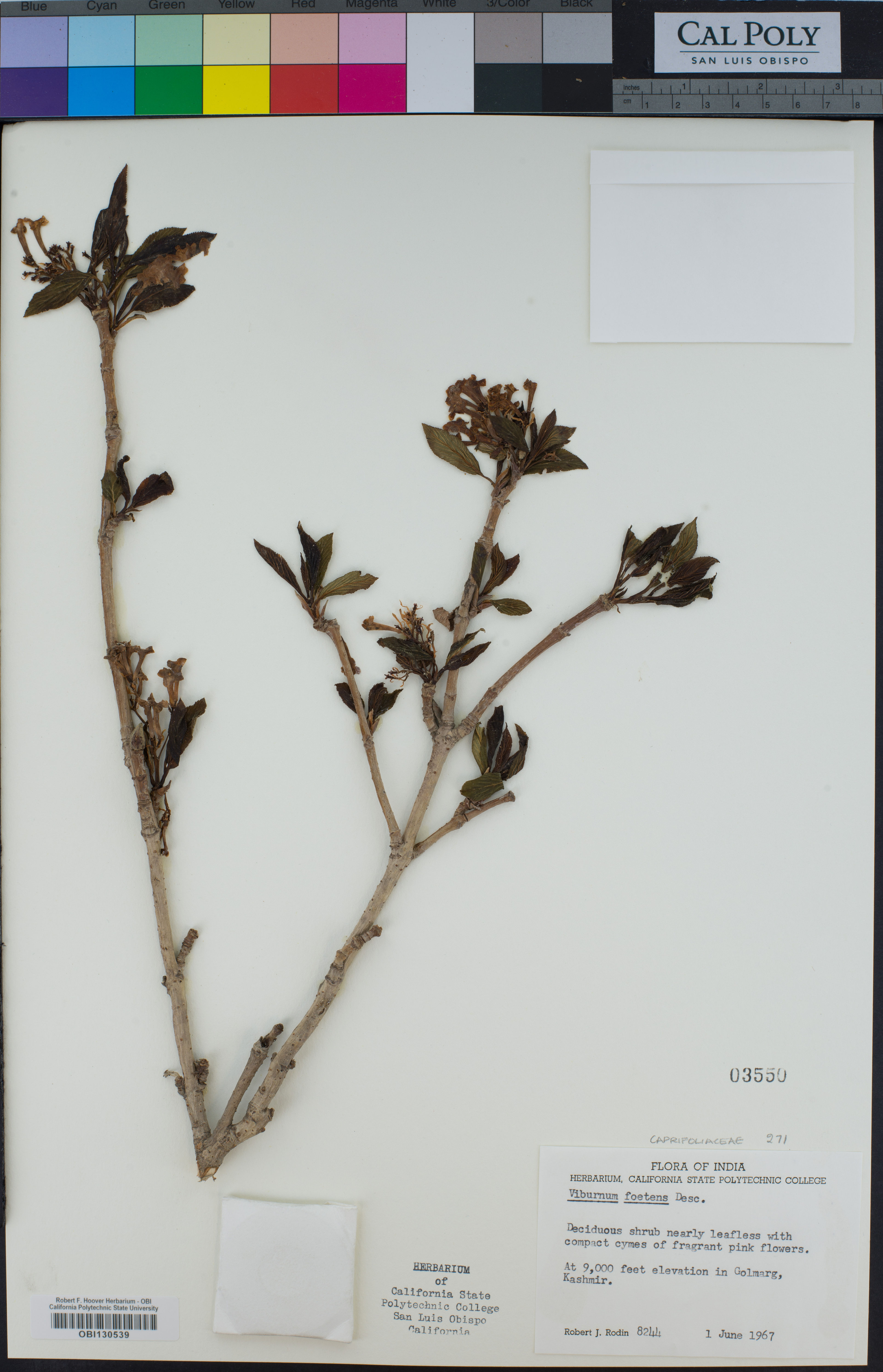 Viburnum grandiflorum - 12
