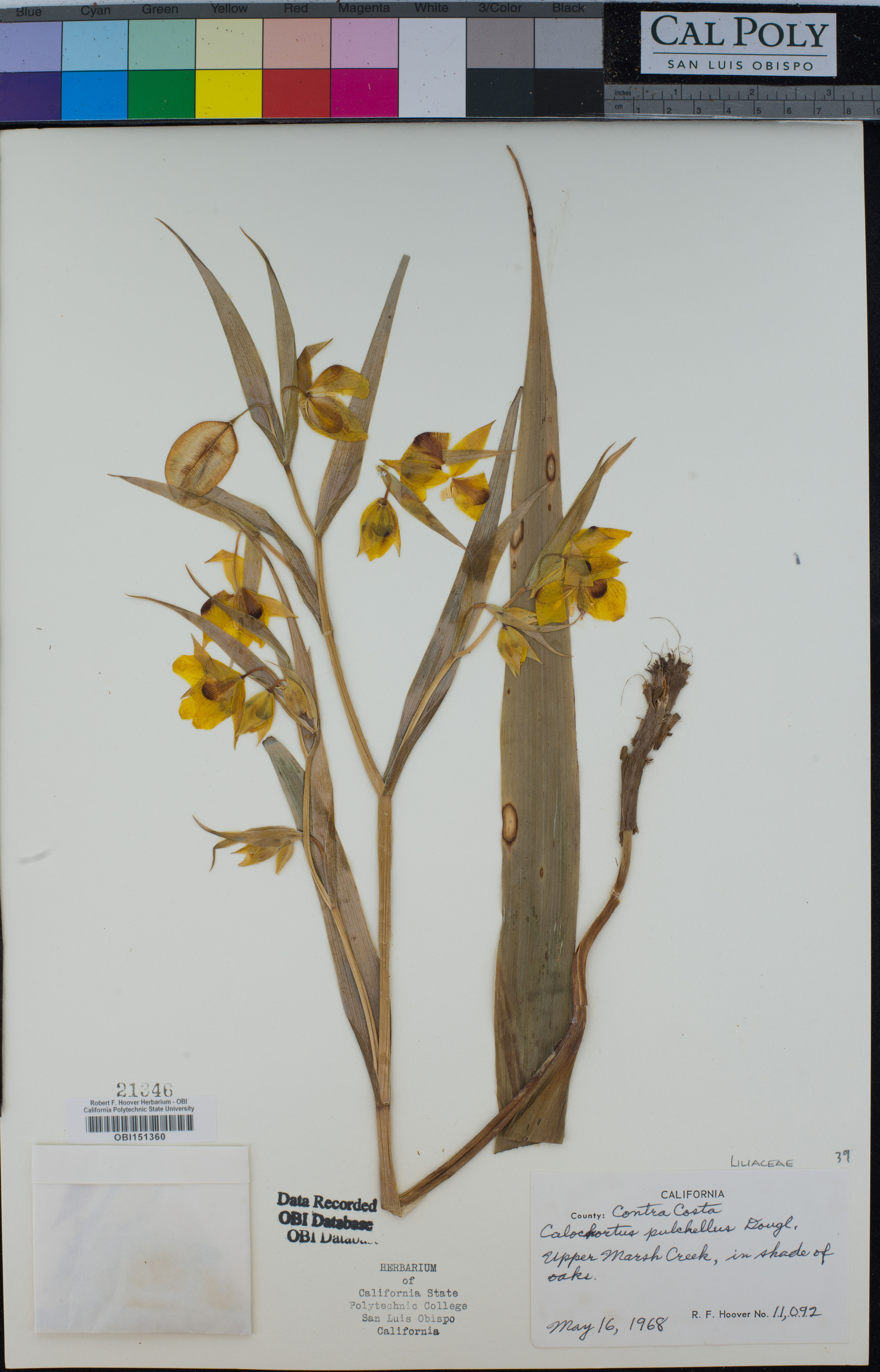 Calochortus pulchellus - 31
