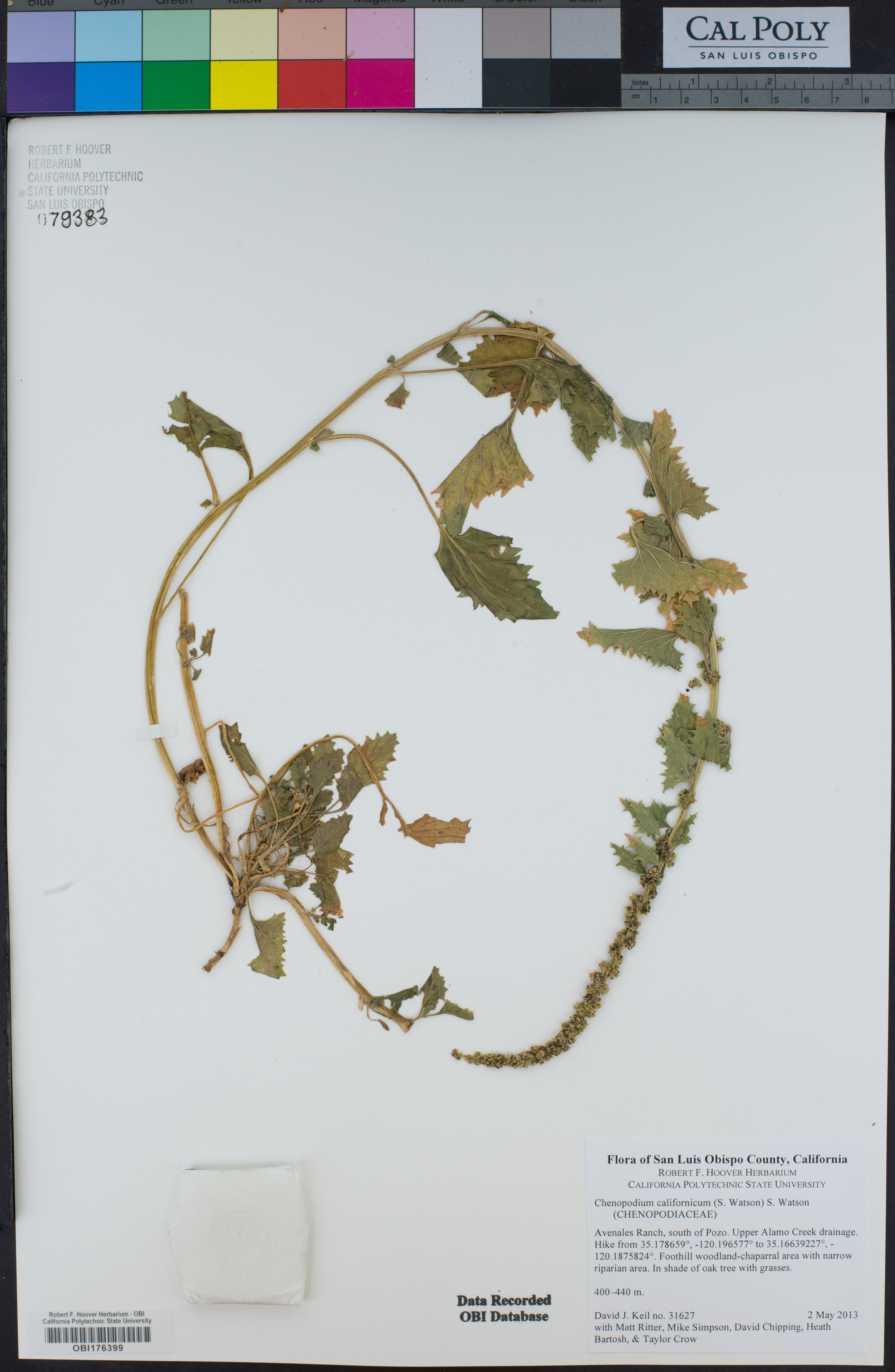 Chenopodium californicum - 48