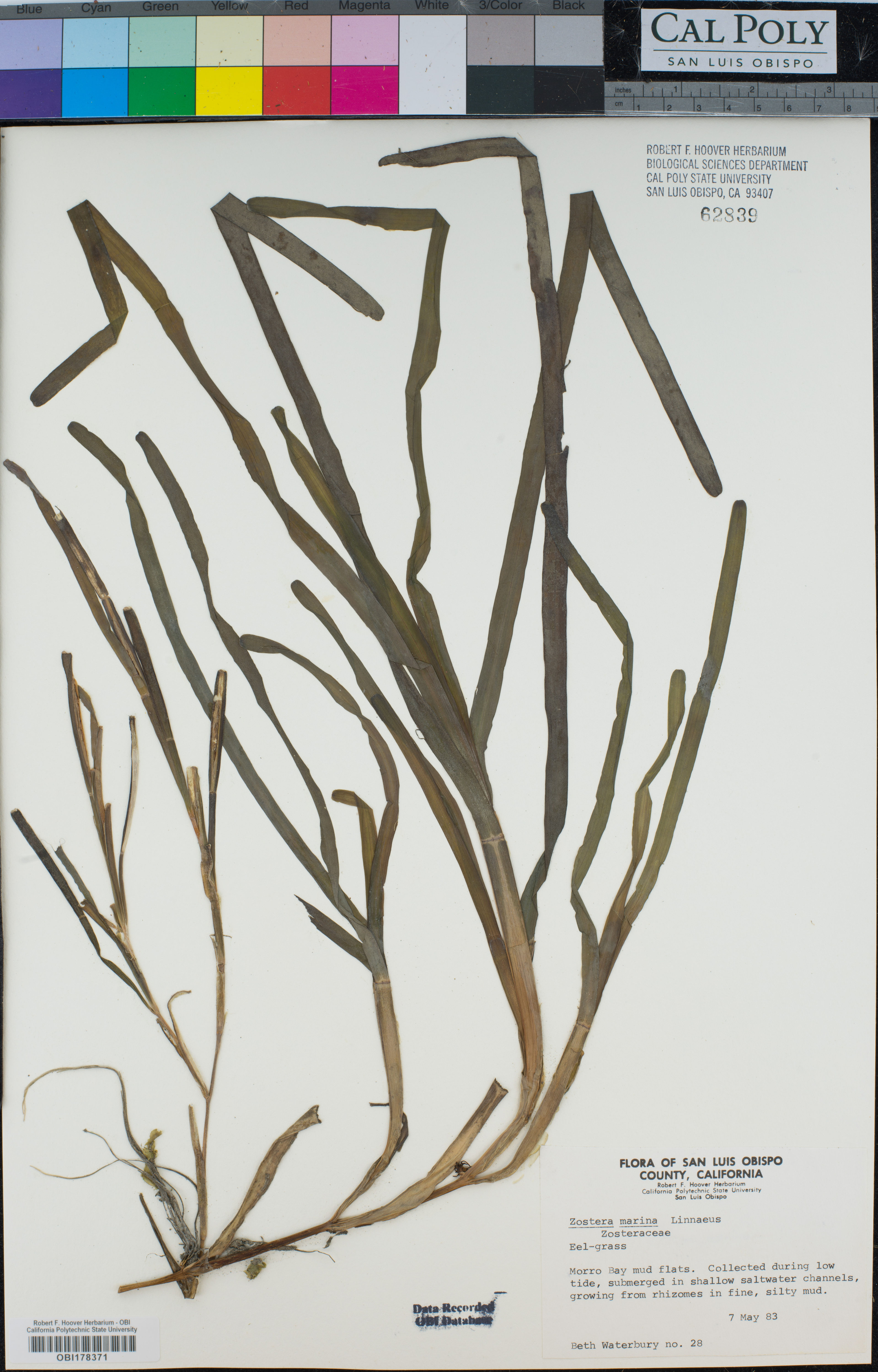 Zostera marina - 29