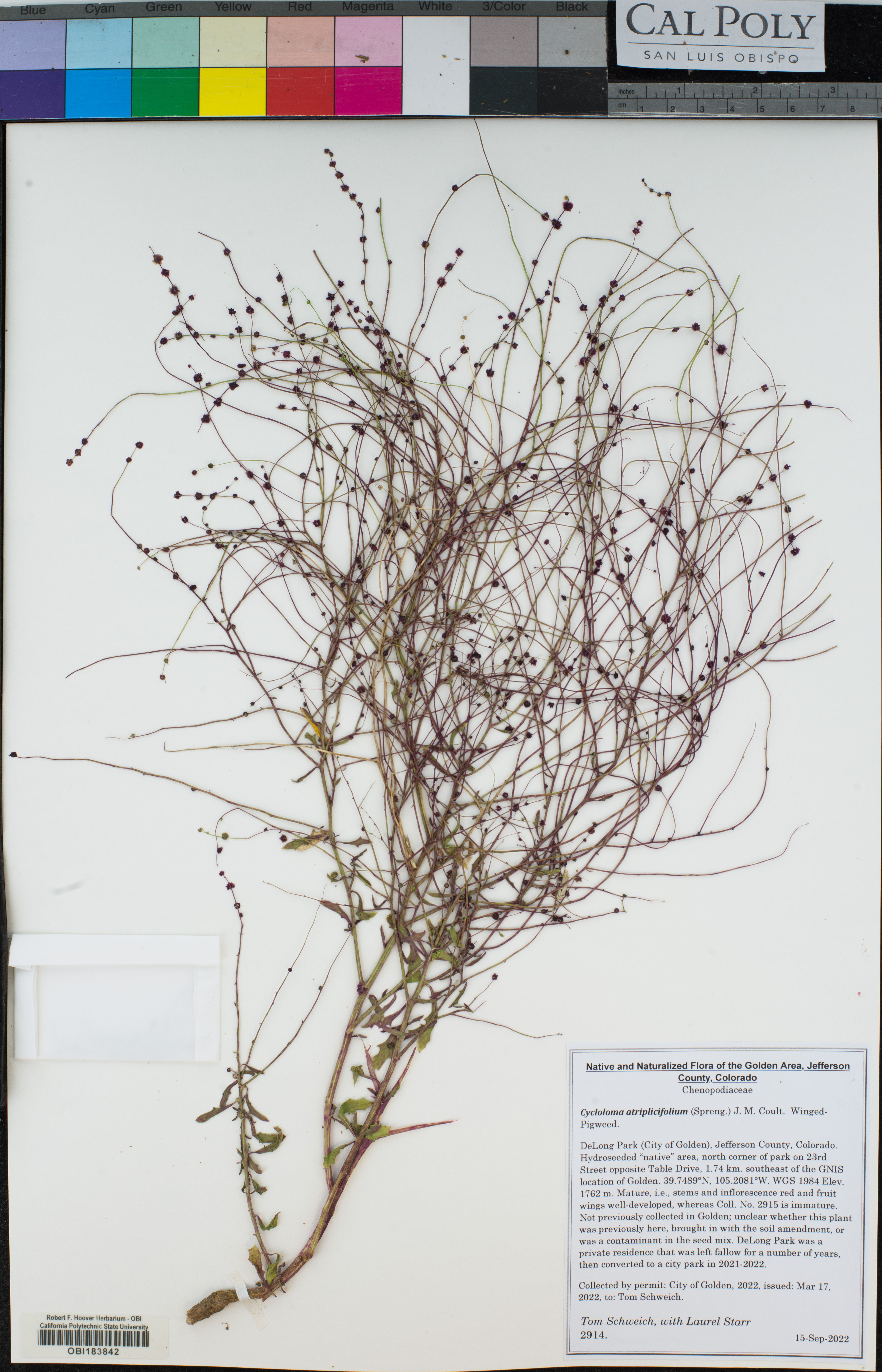 Cycloloma atriplicifolium - 69