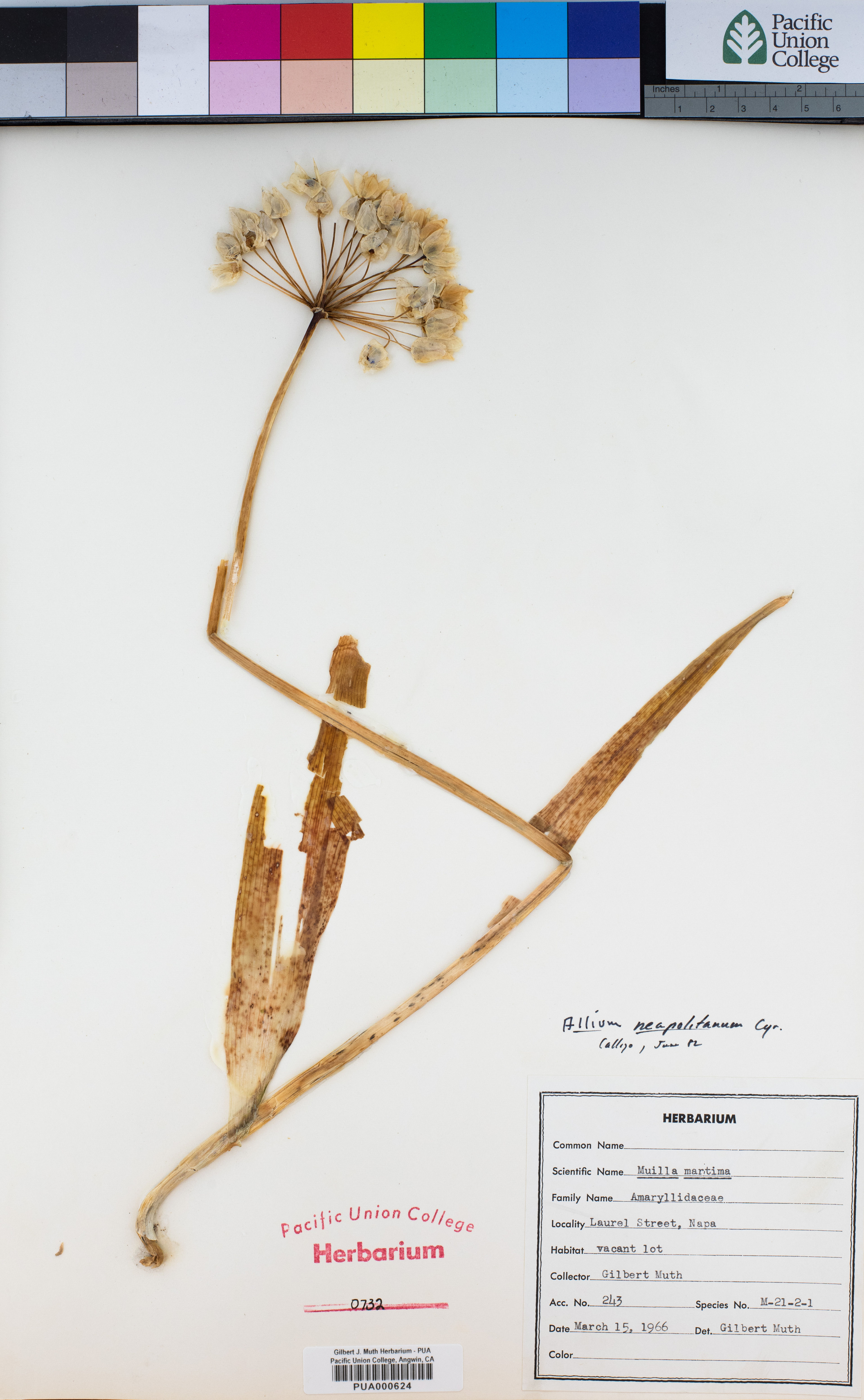 Allium neapolitanum - 16