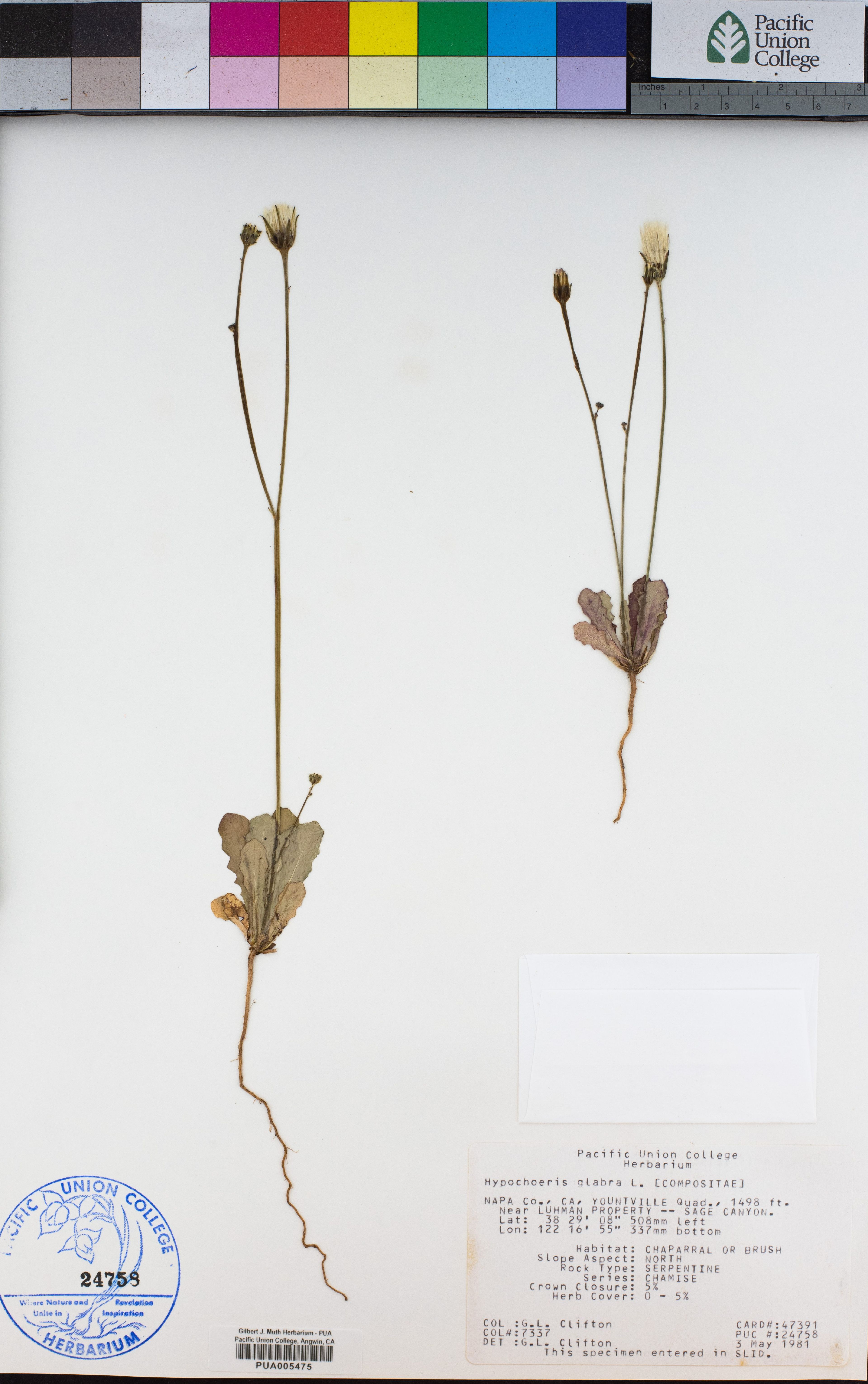 Hypochoeris glabra - 35