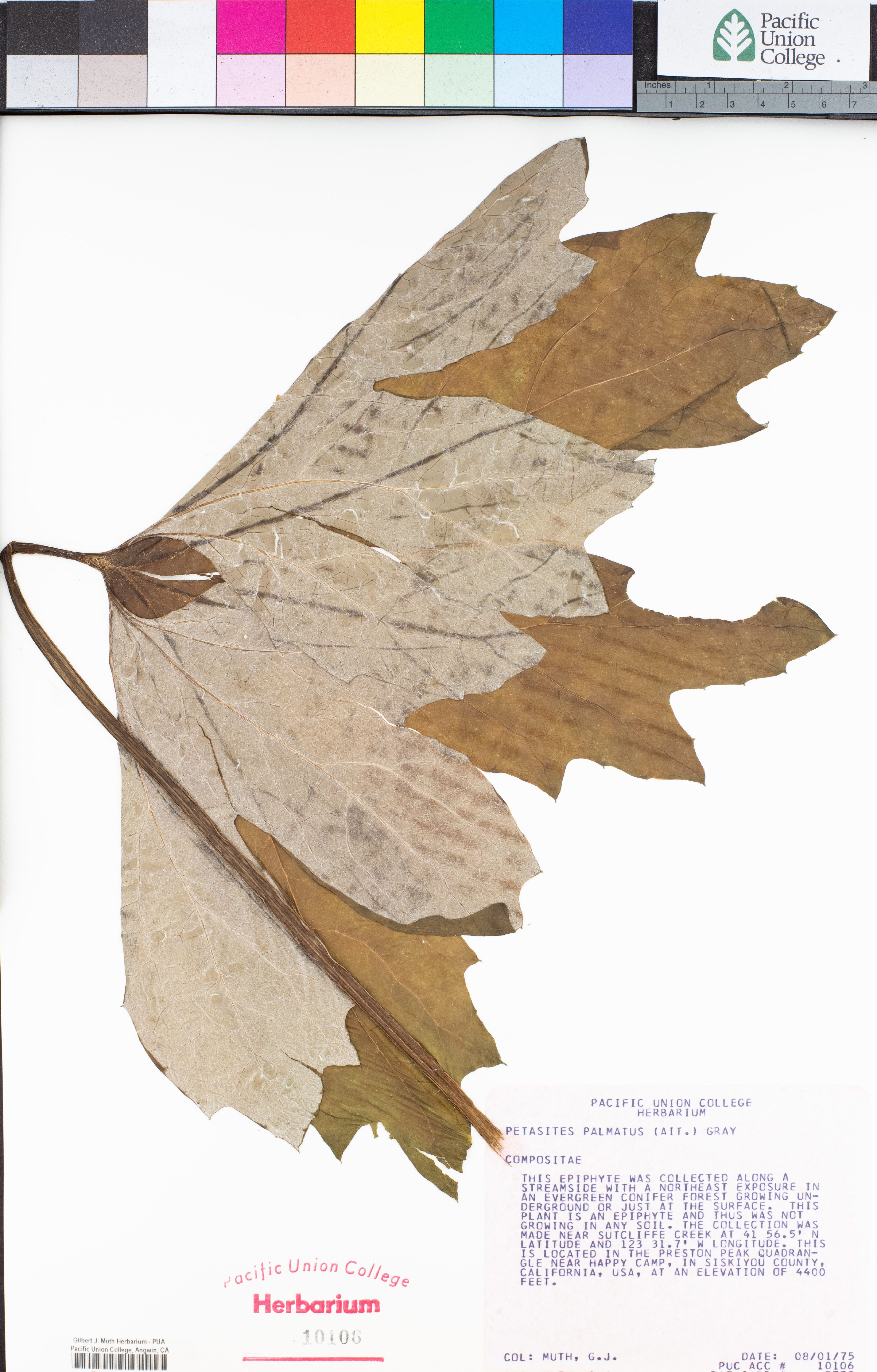 Petasites palmatus - 40