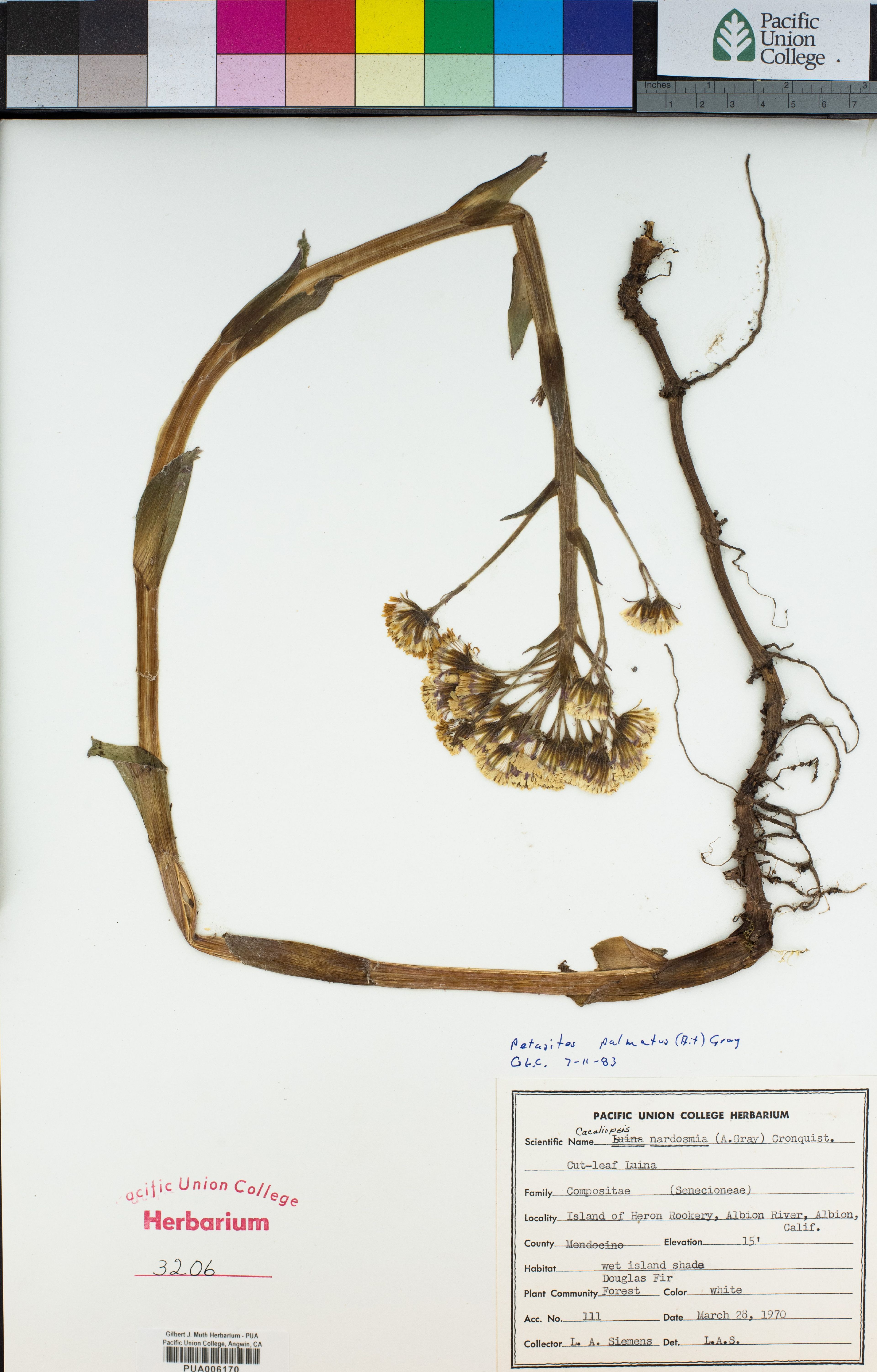 Petasites palmatus - 64