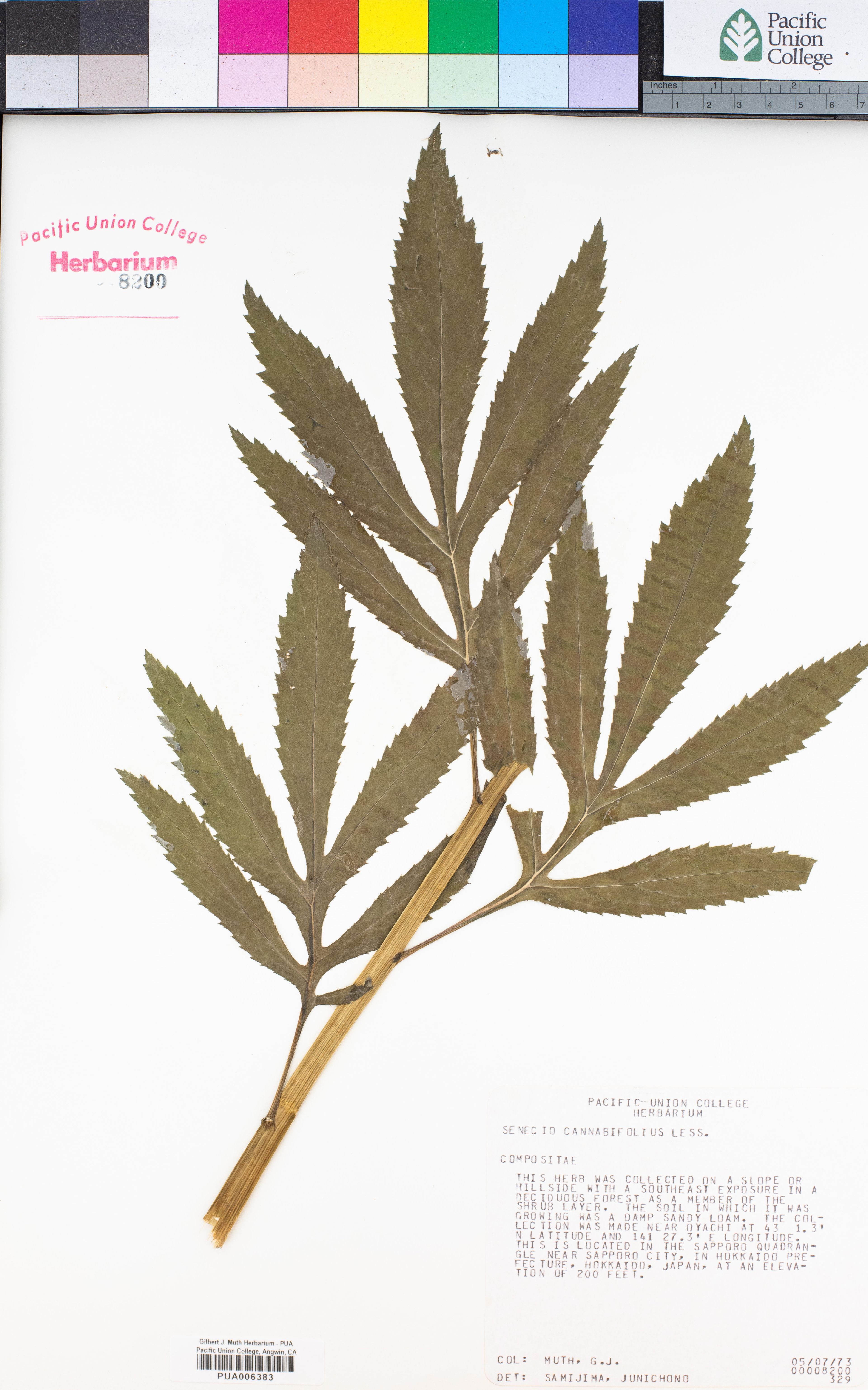 Senecio cannabifolius - 40