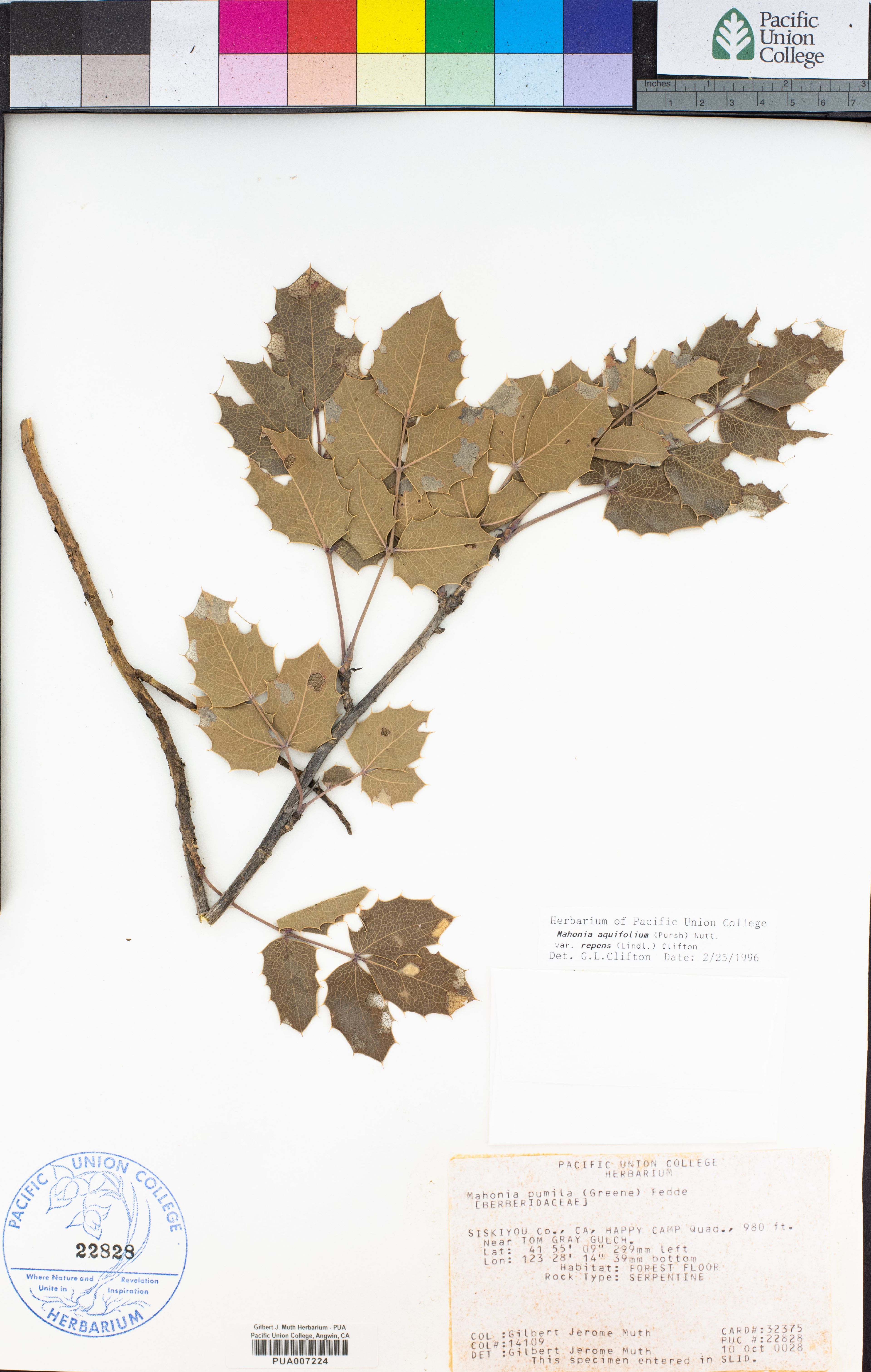 Mahonia pumila - 35