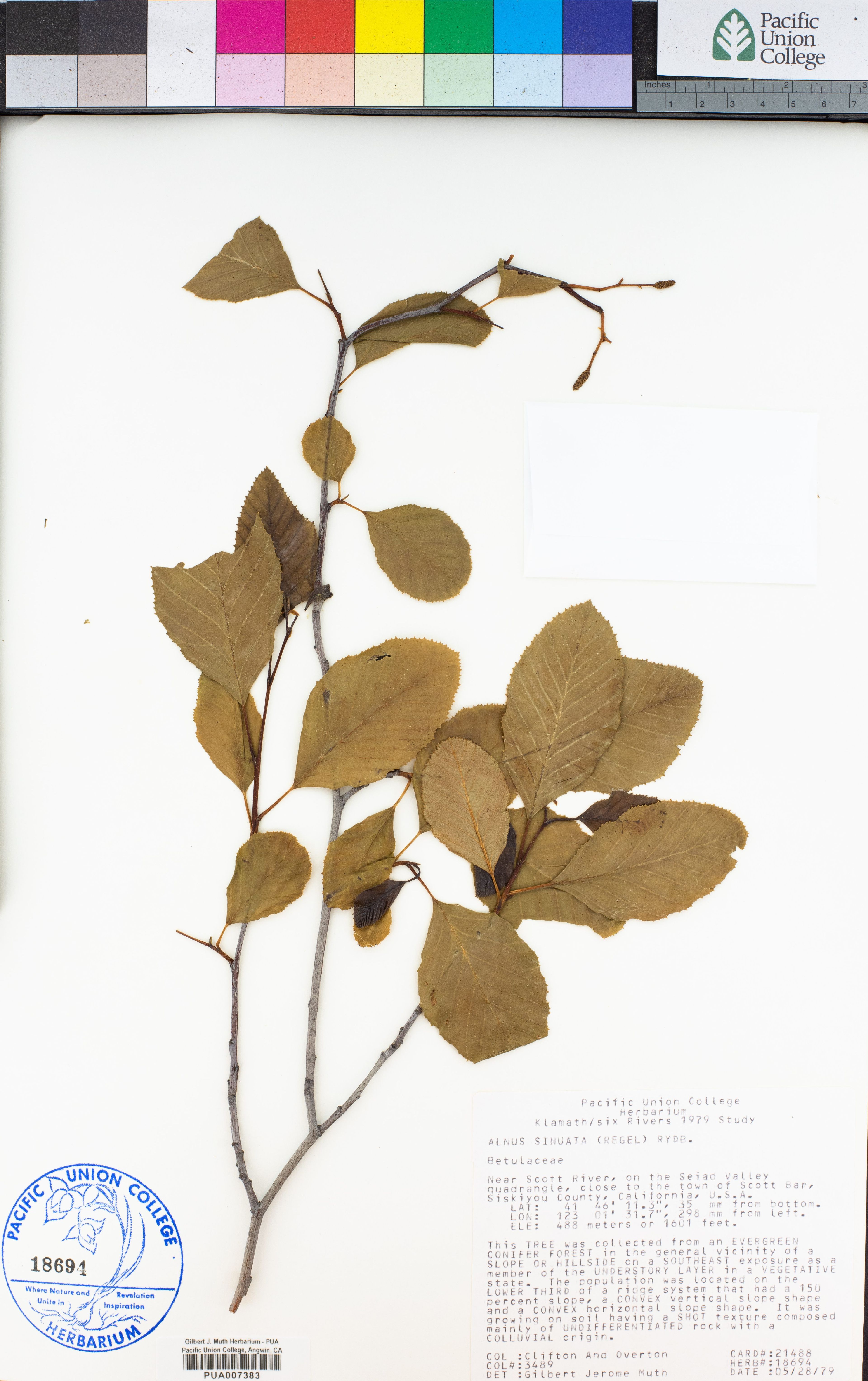Alnus sinuata - 40