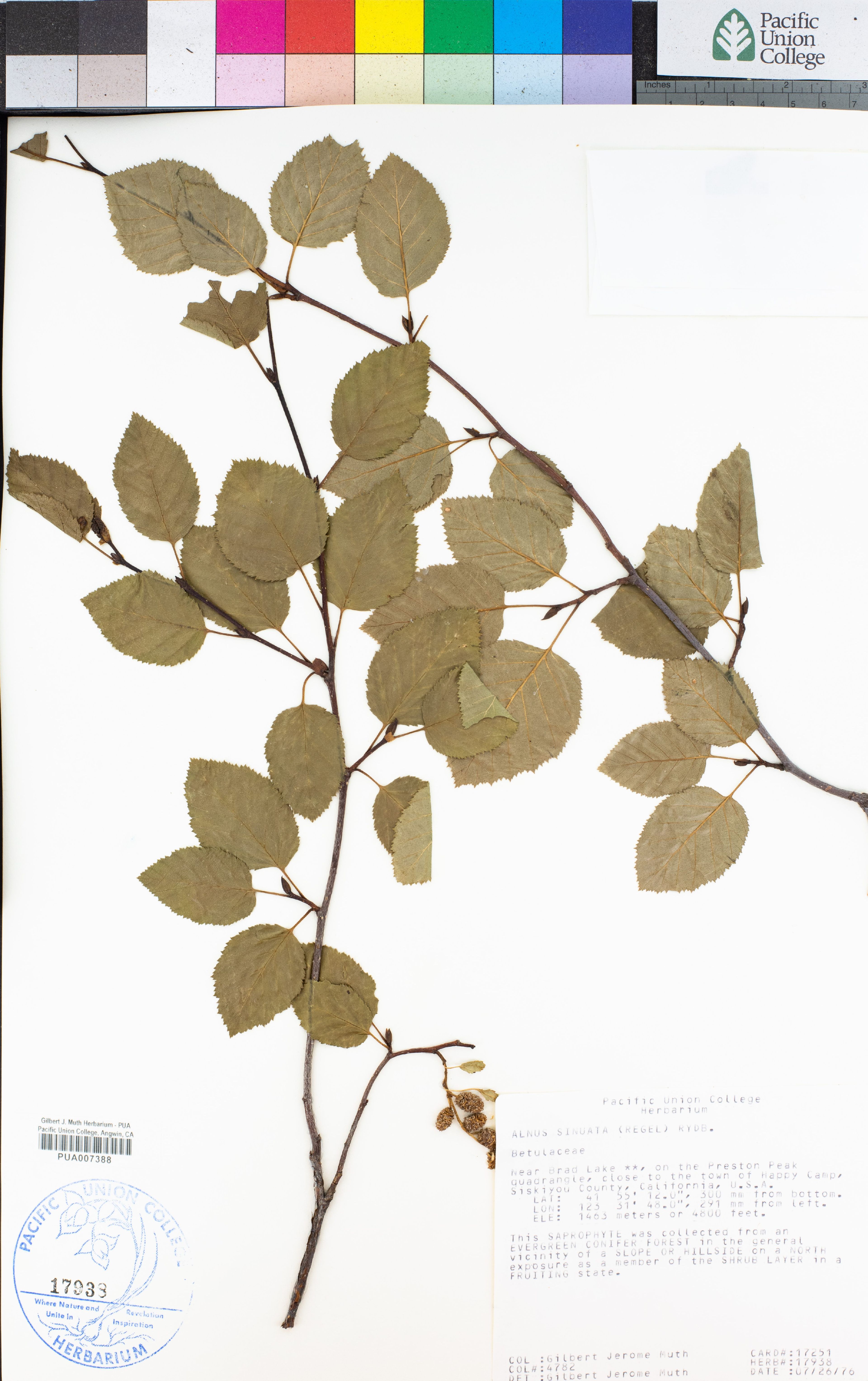 Alnus sinuata - 28