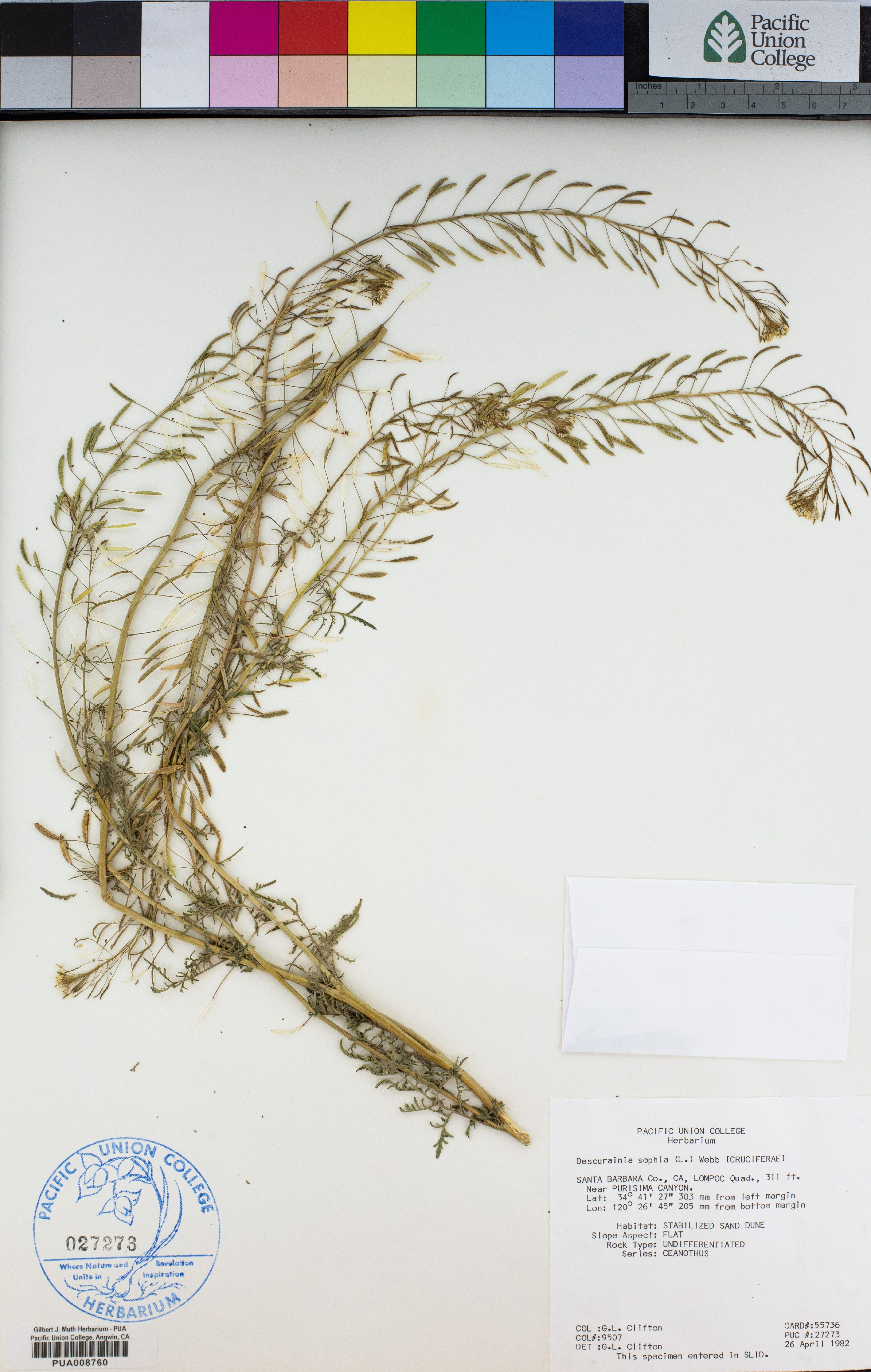 Descurainia sophia - 7