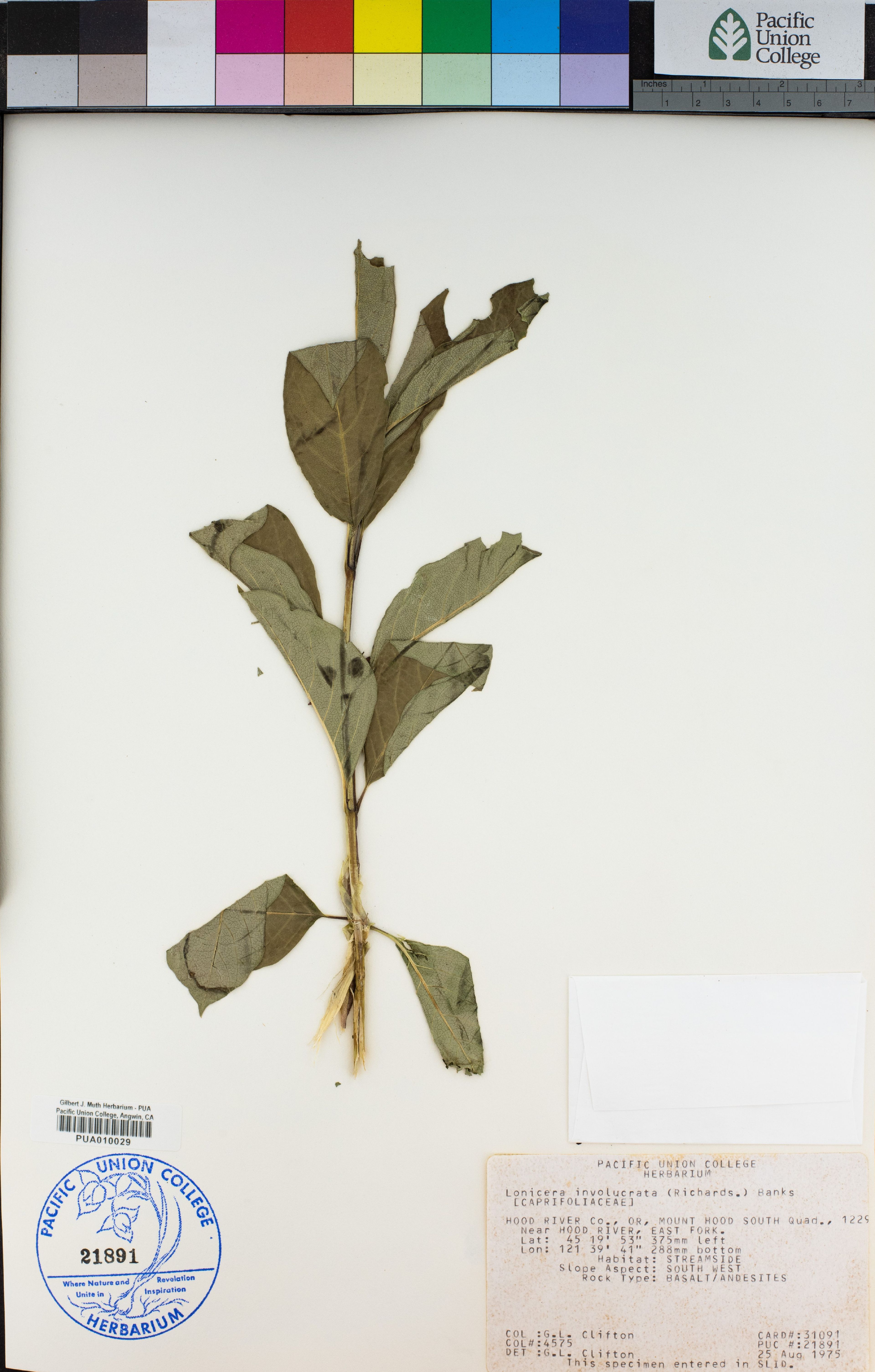 Lonicera involucrata - 12