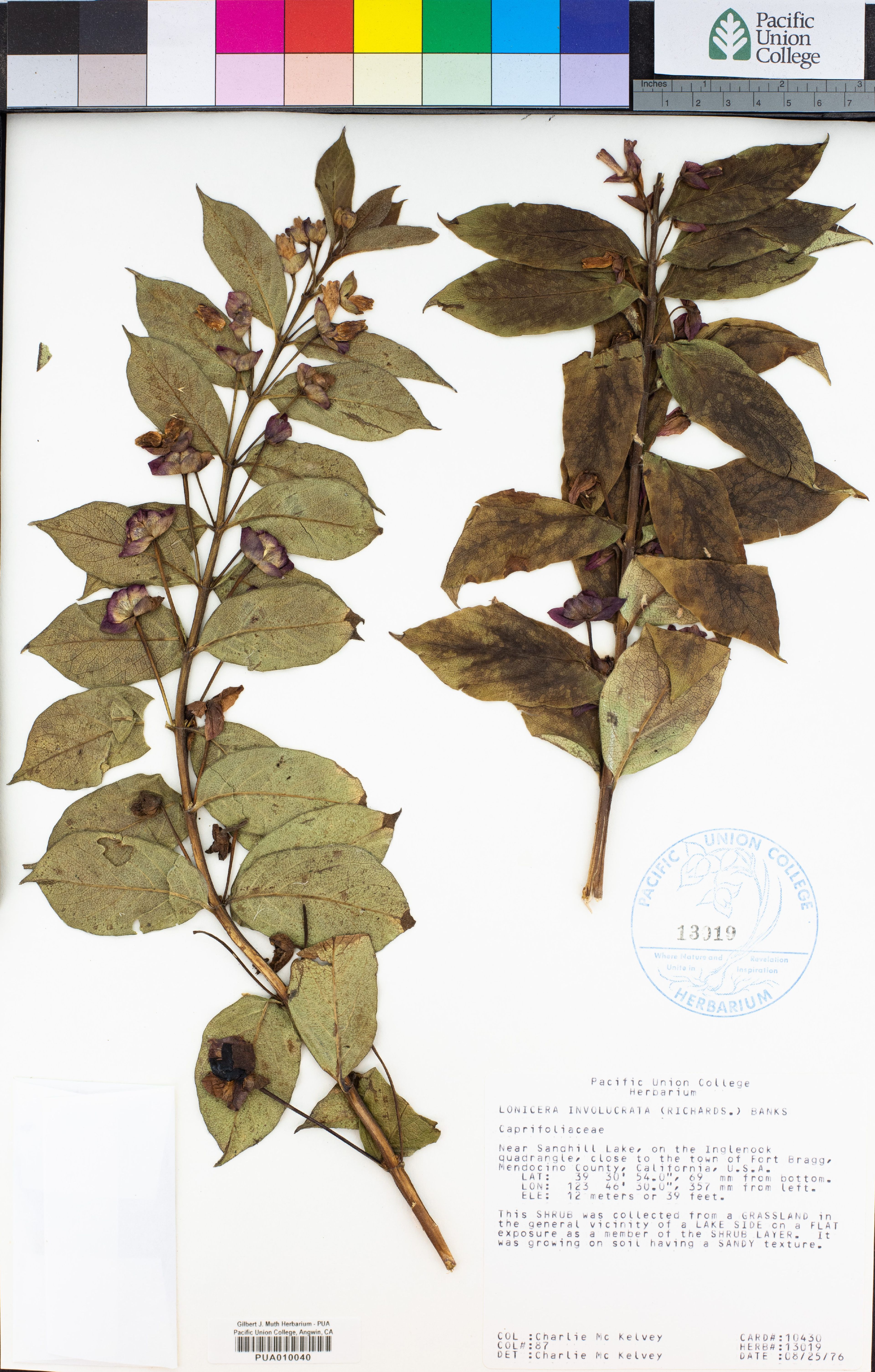 Lonicera involucrata - 38