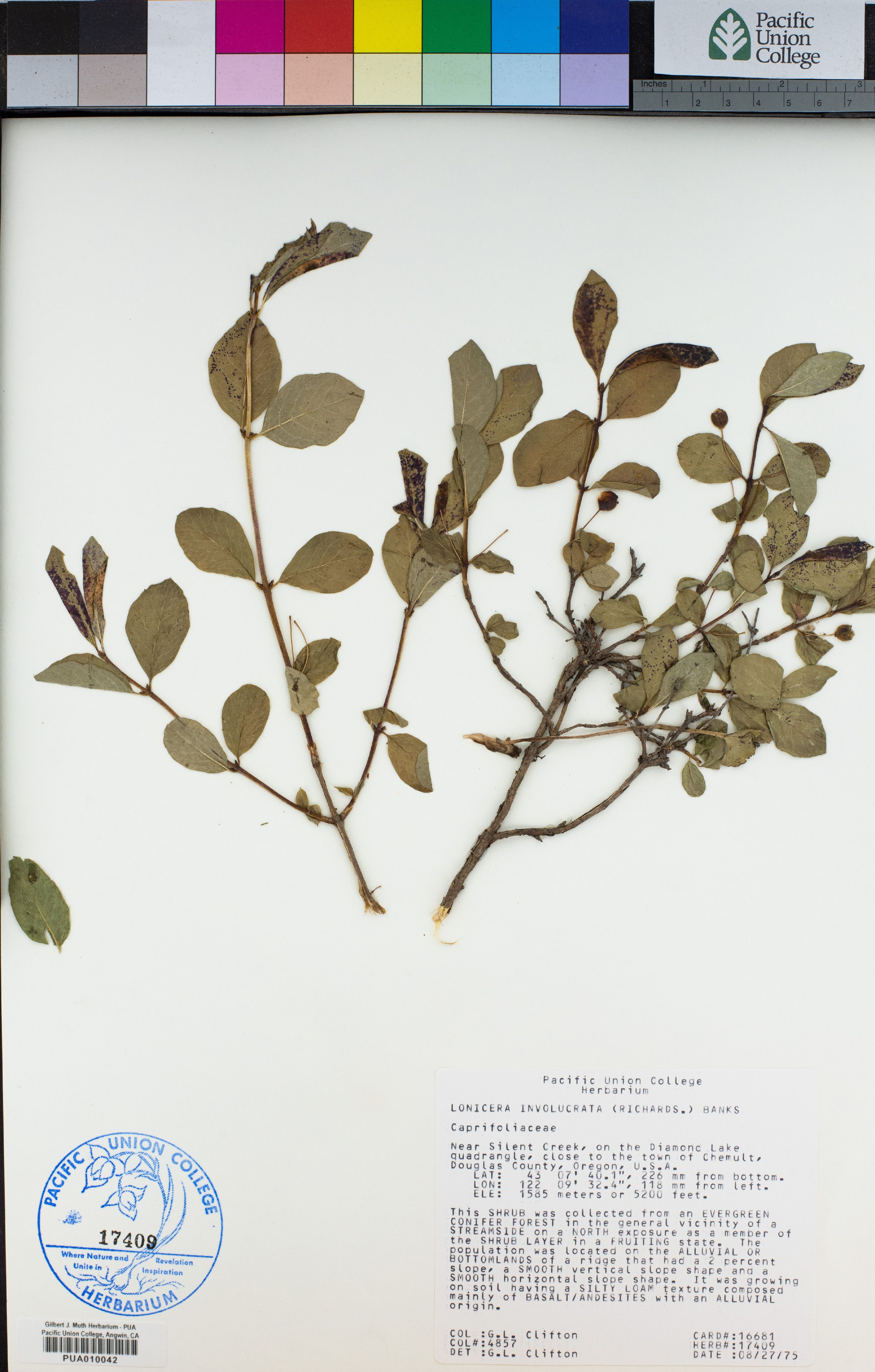 Lonicera involucrata - 1