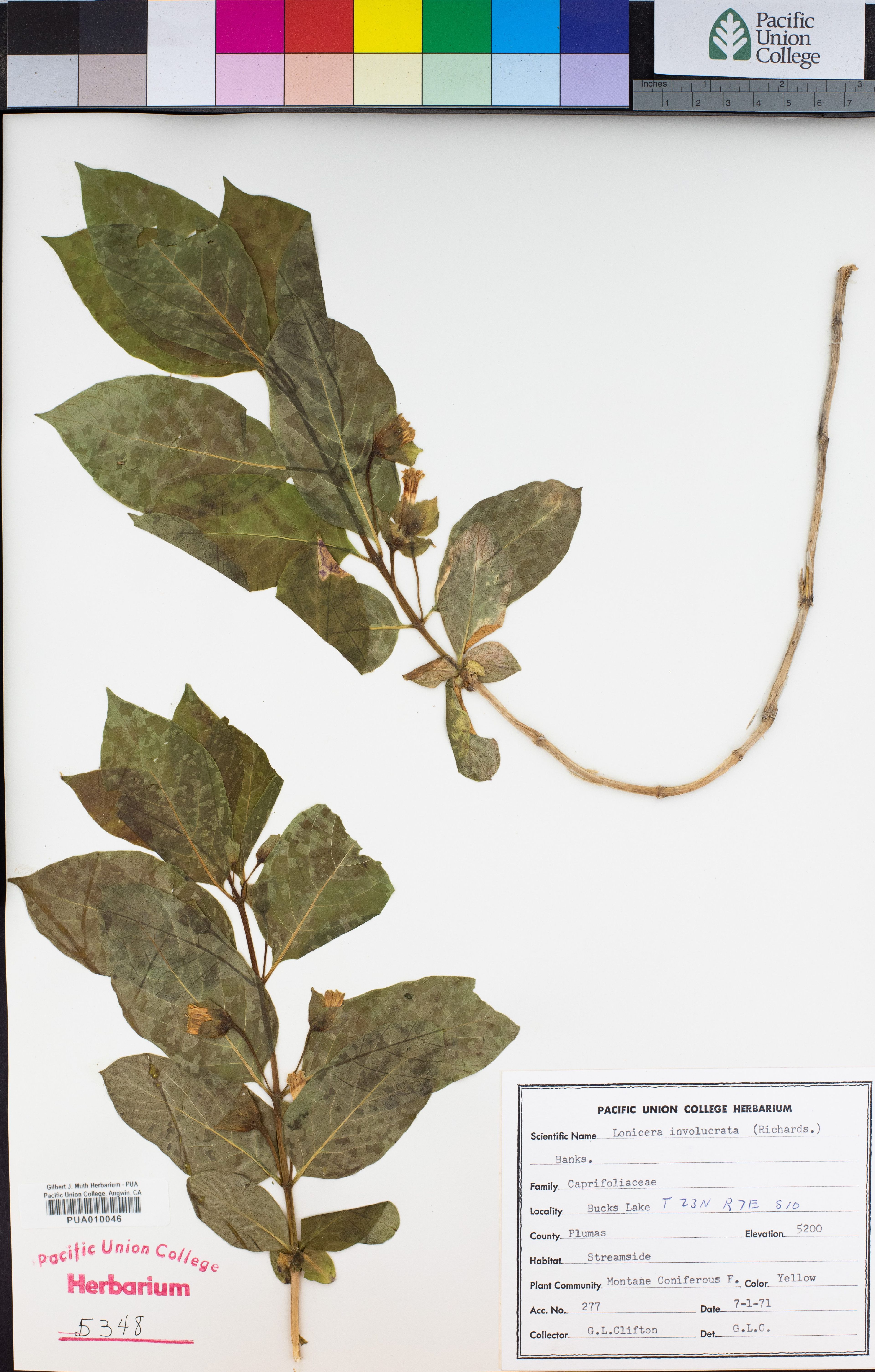Lonicera involucrata - 41