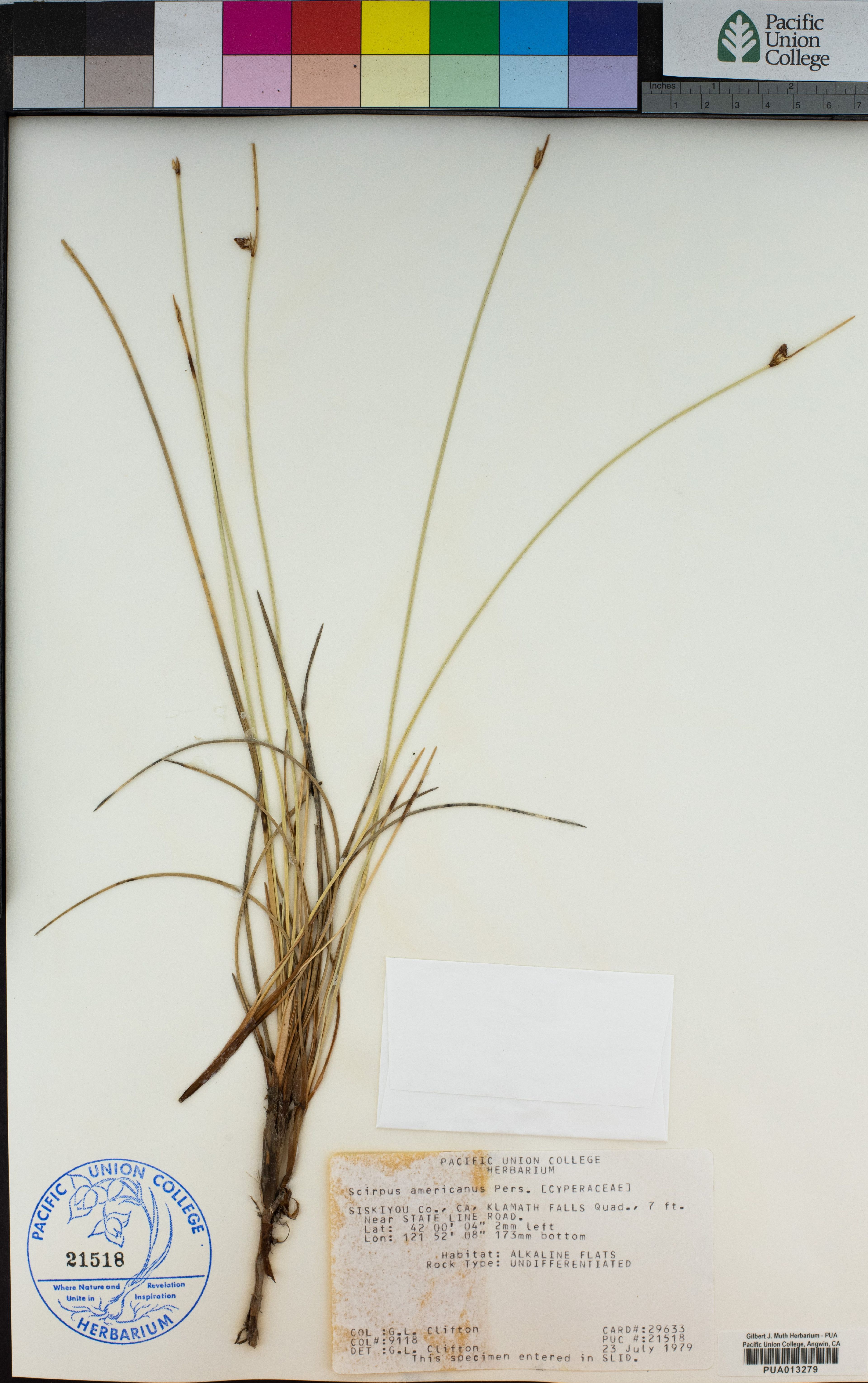 Scirpus nevadensis - 9