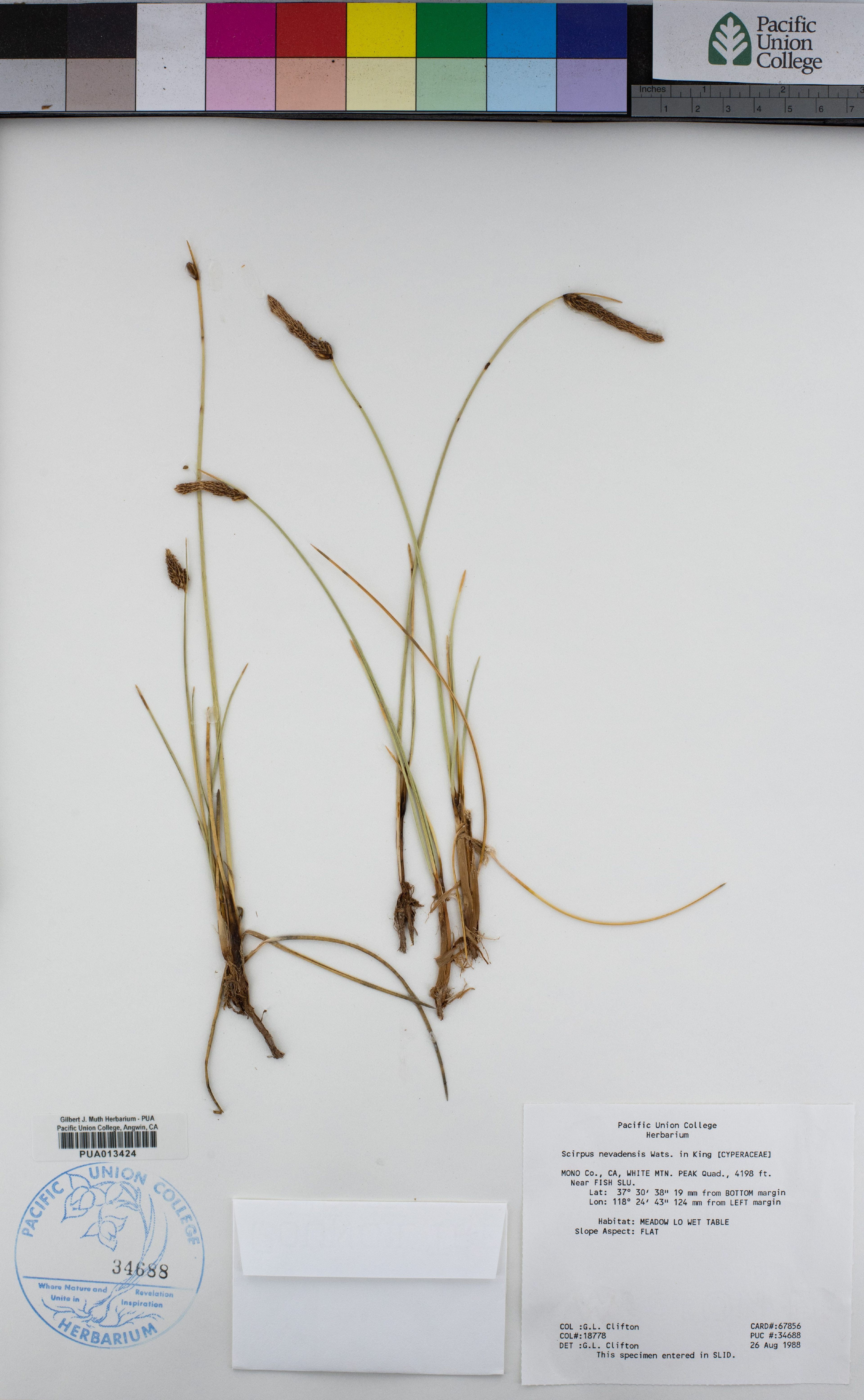 Scirpus nevadensis - 44