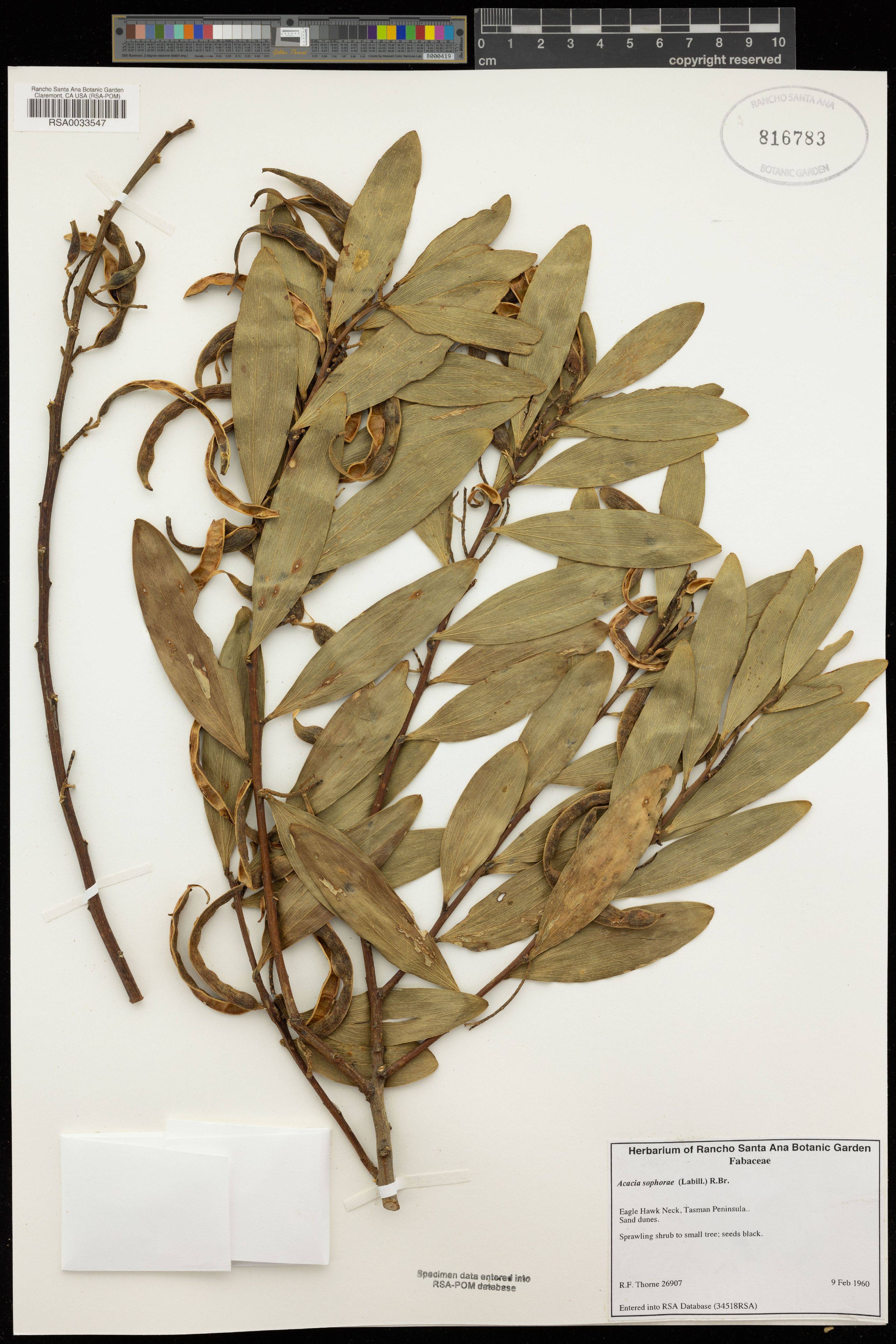 Acacia sophorae - 38