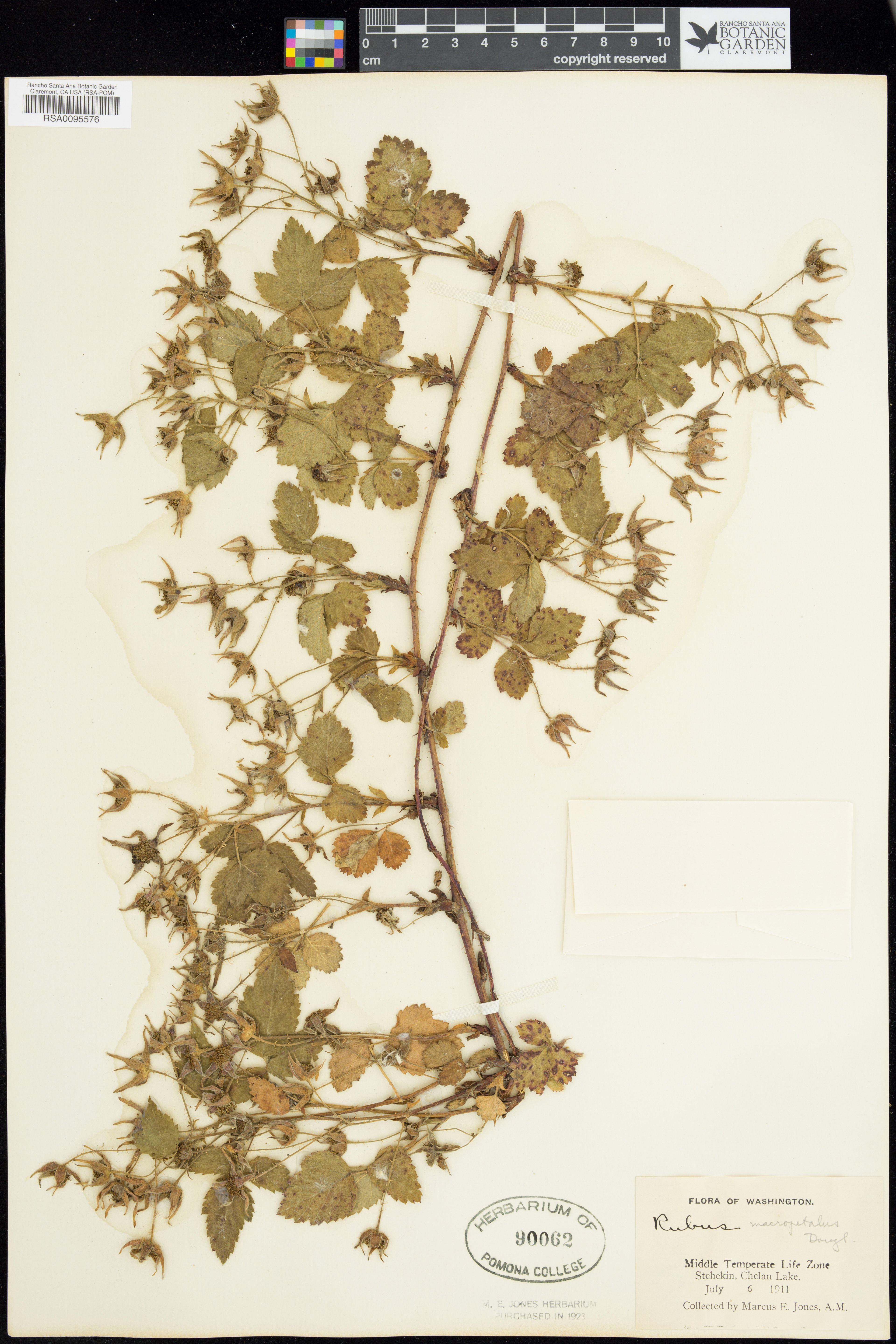 Rubus macropetalus - 59