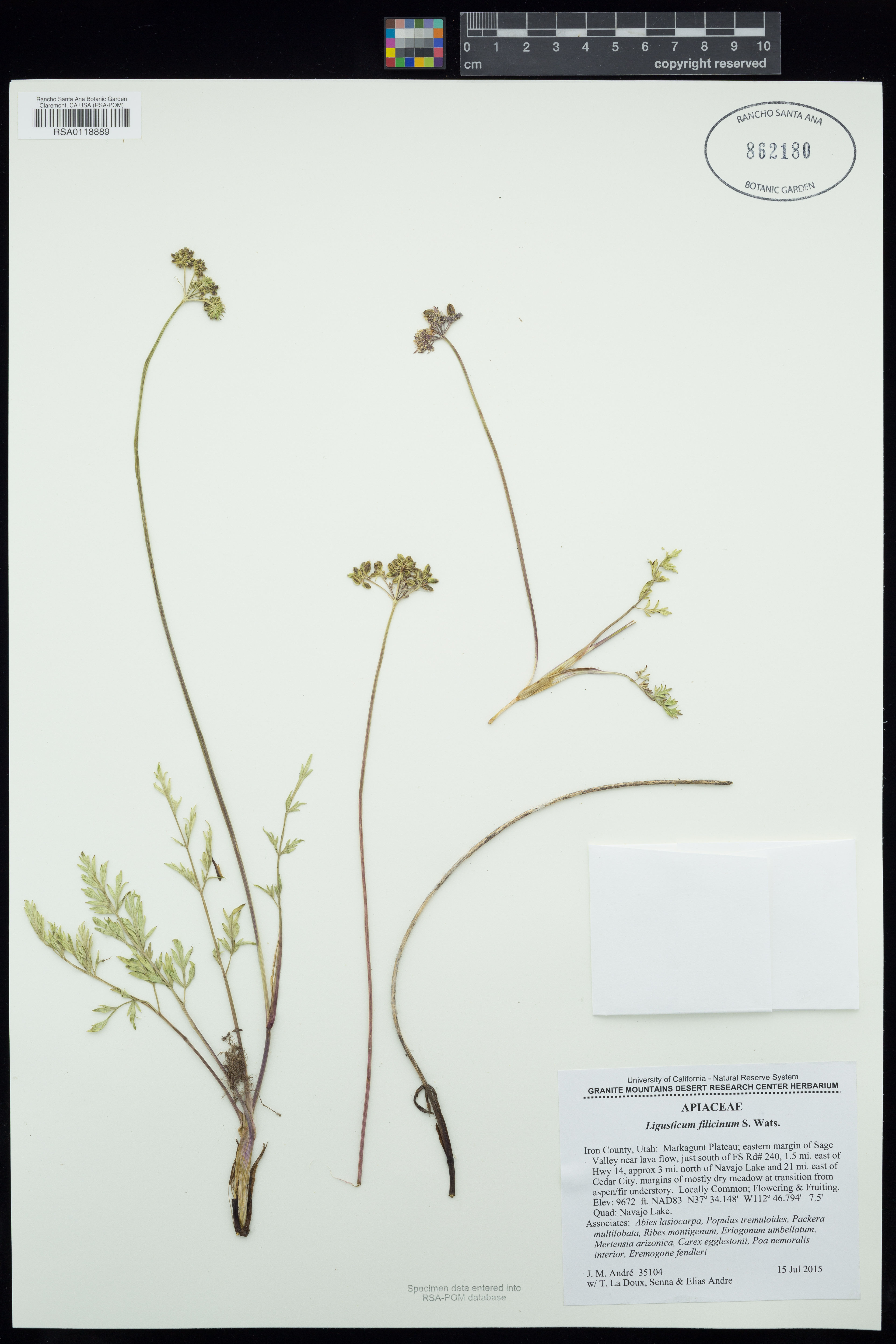 Ligusticum filicinum - 34