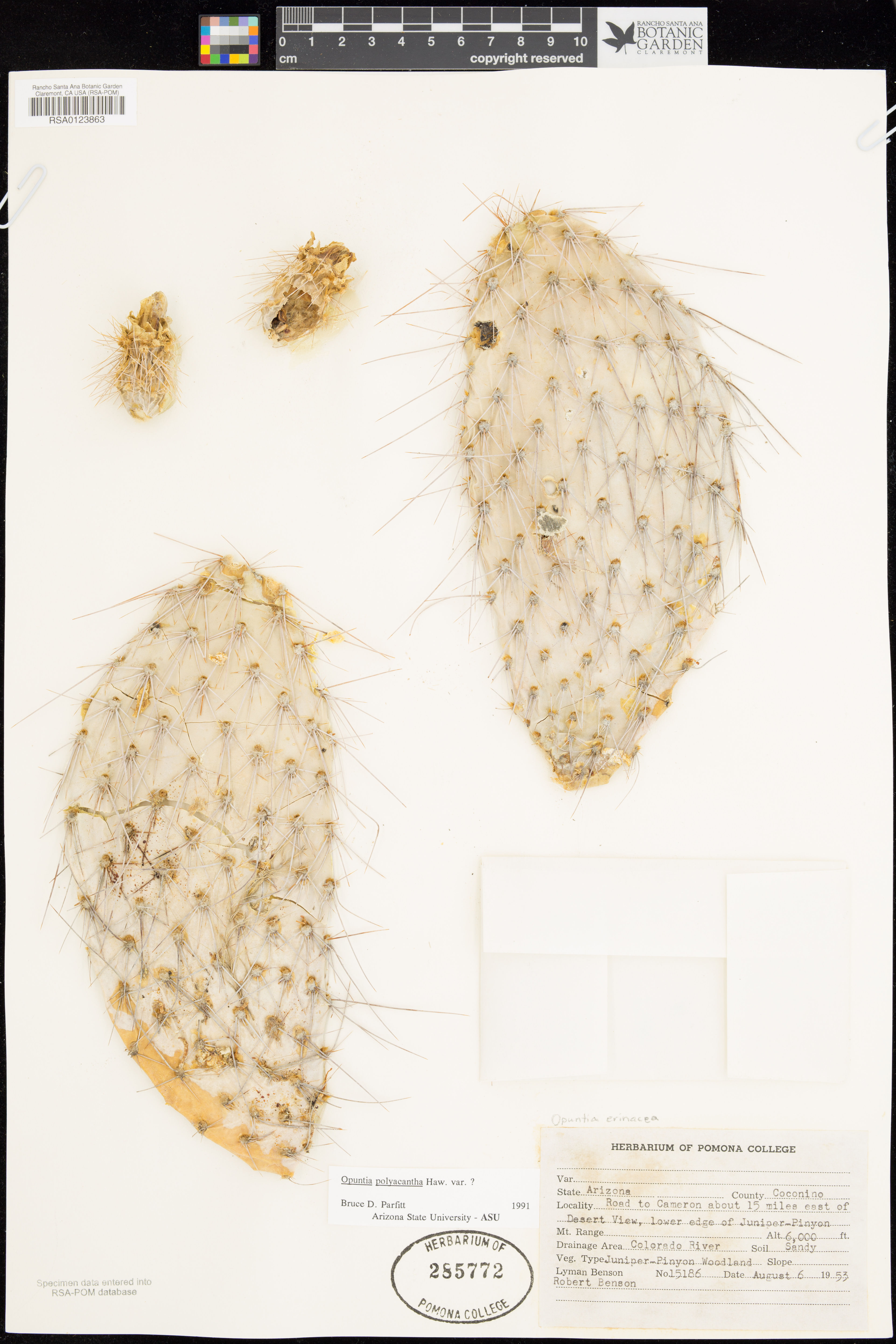 Opuntia erinacea - 36