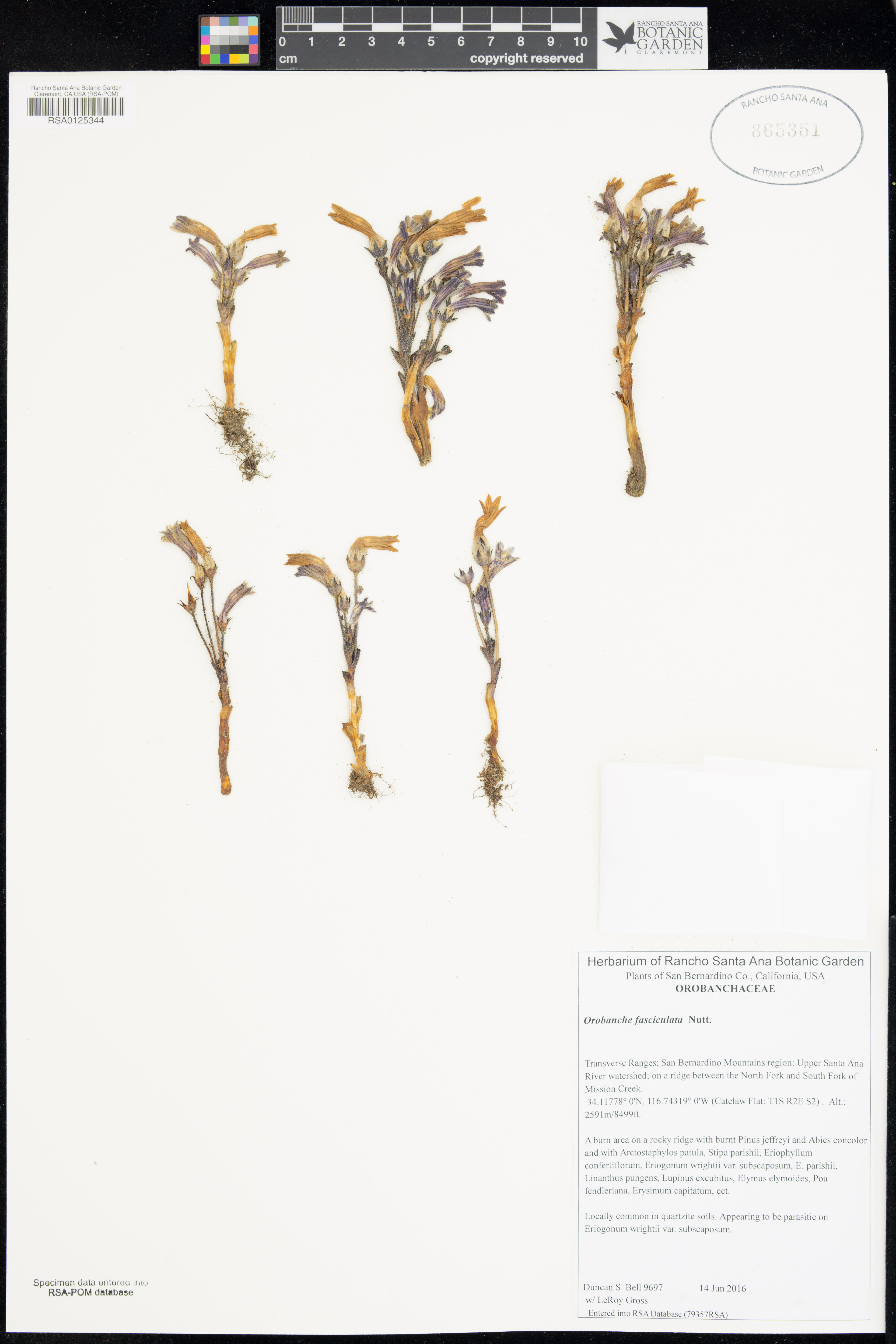 Orobanche fasciculata - 35
