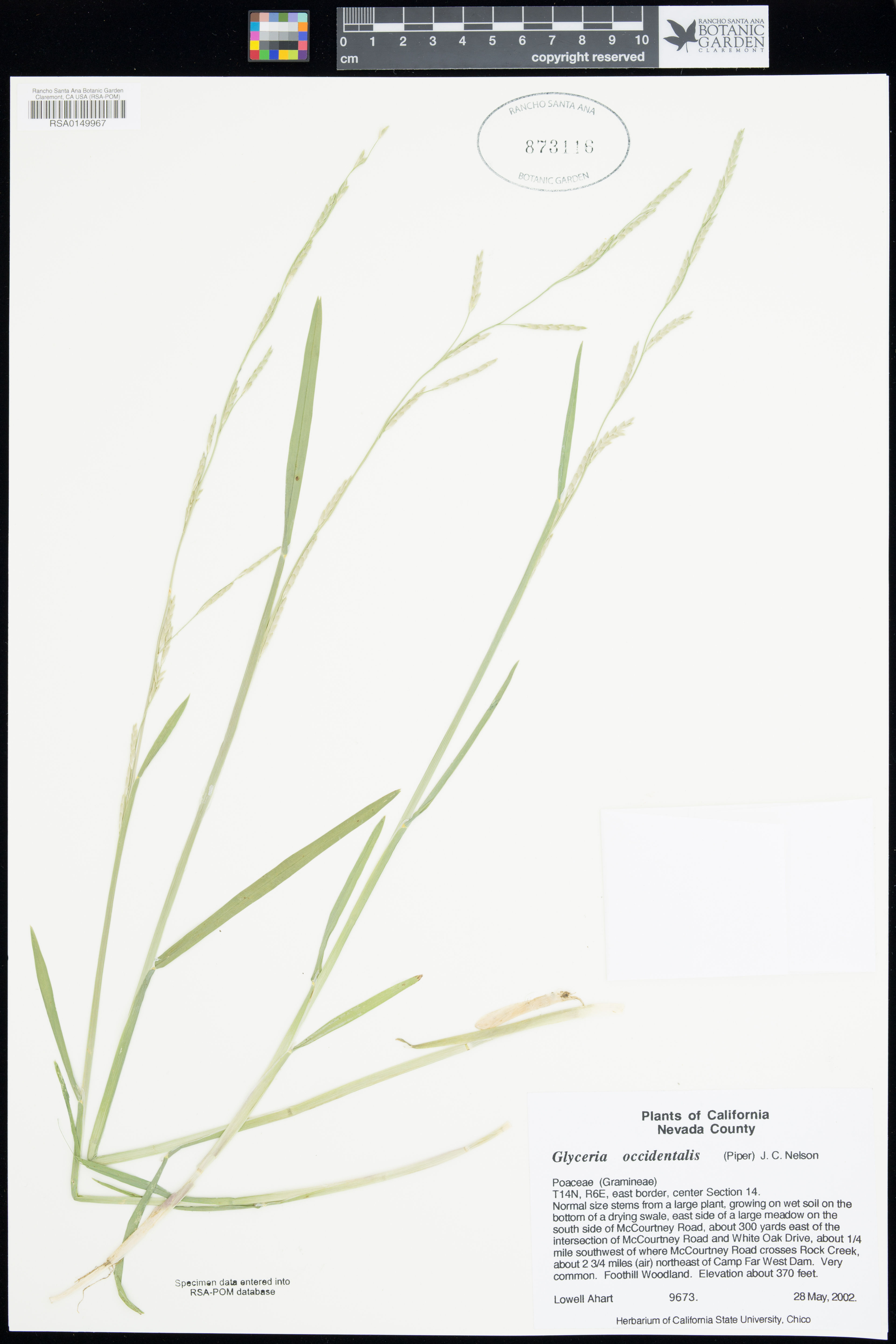 Glyceria occidentalis - 40