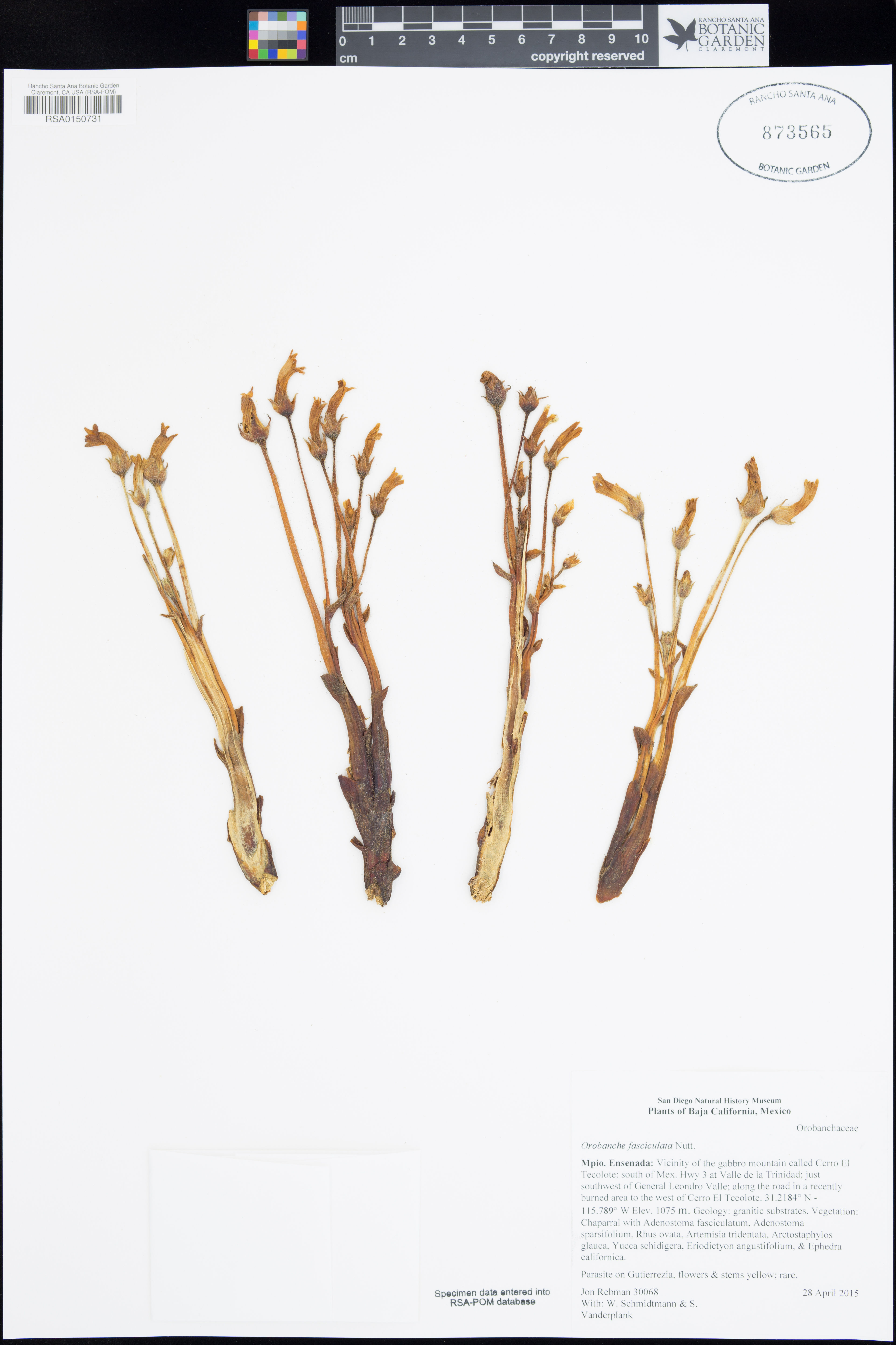 Orobanche fasciculata - 60
