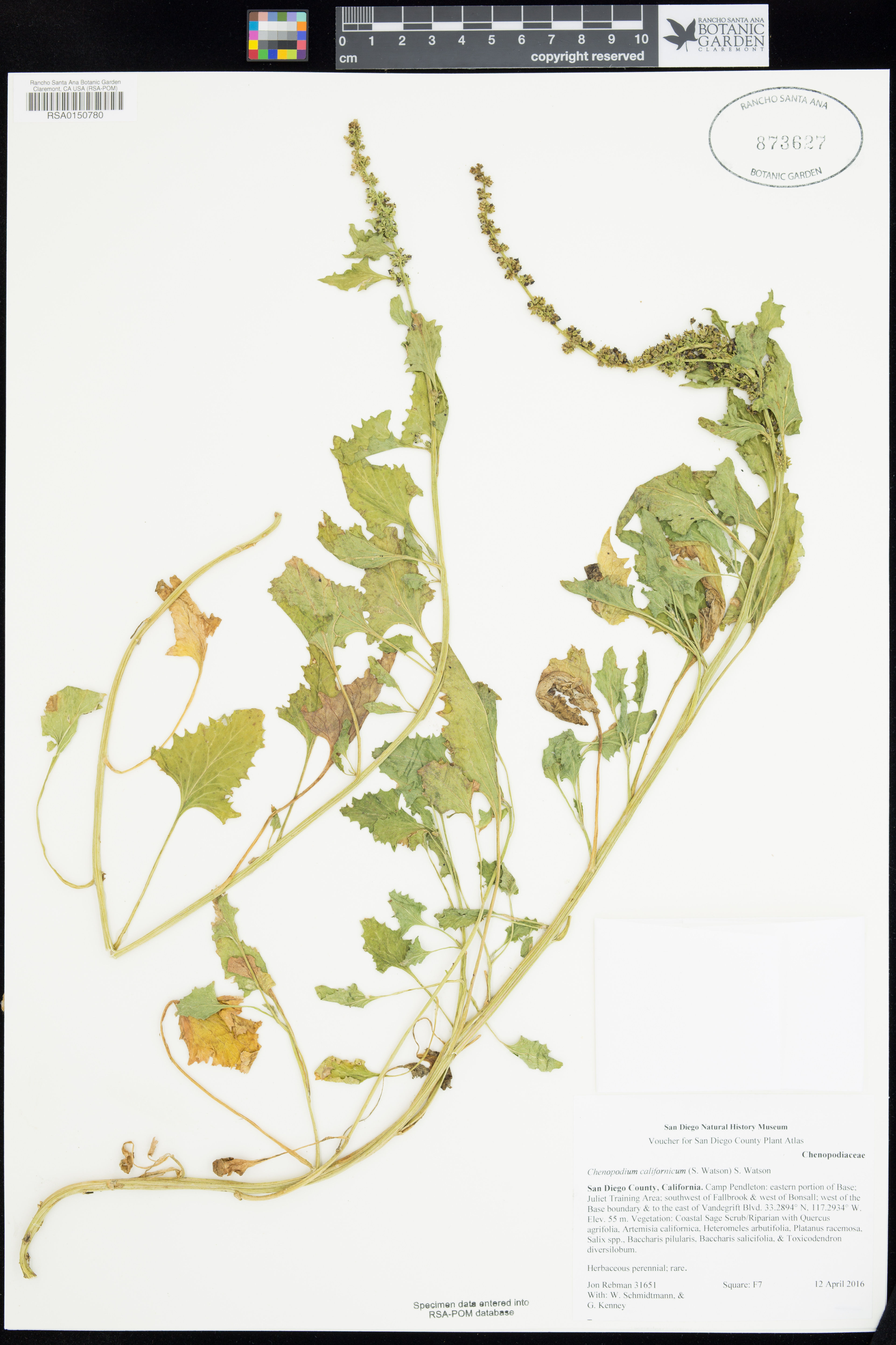 Chenopodium californicum - 79