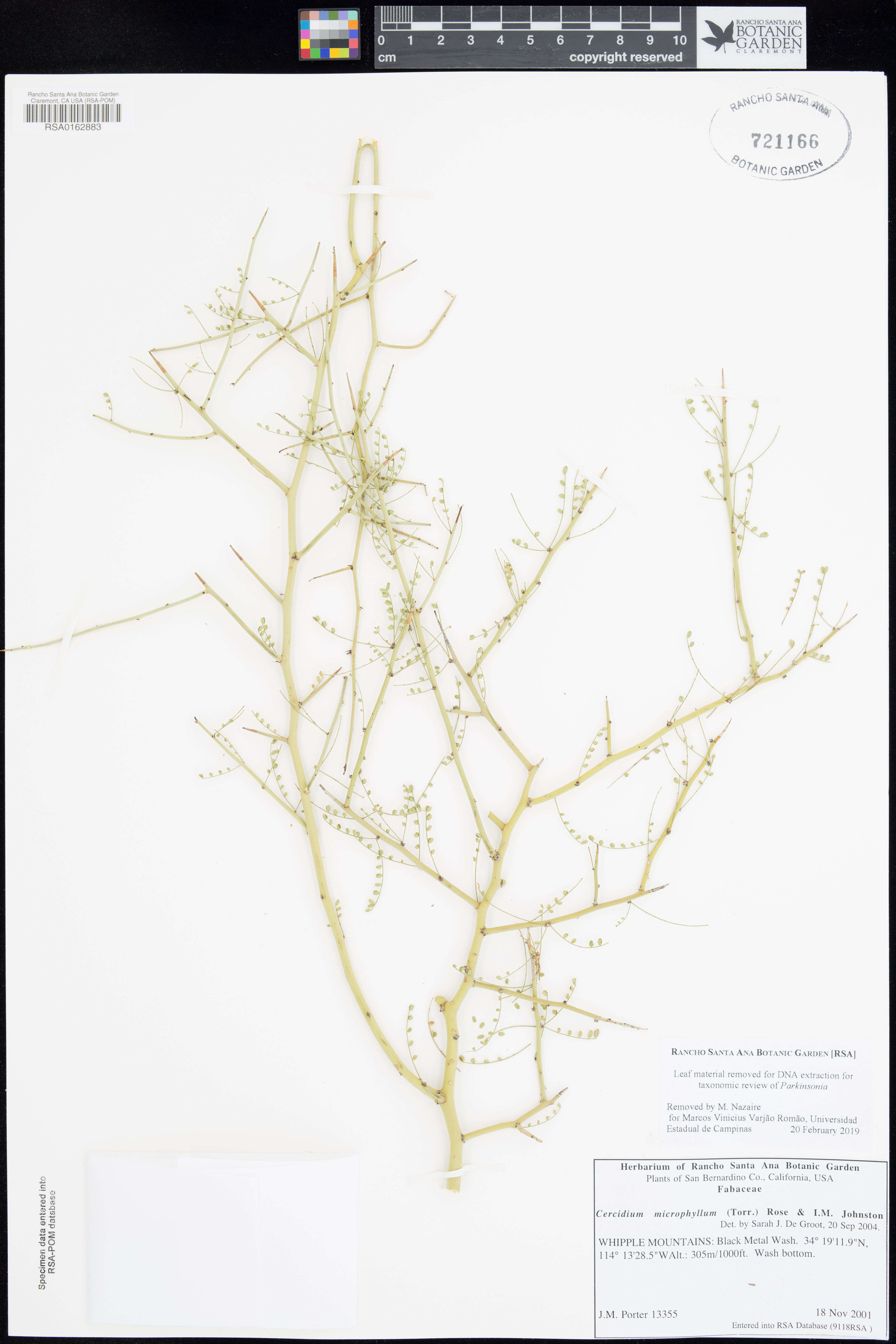 Cercidium microphyllum - 16