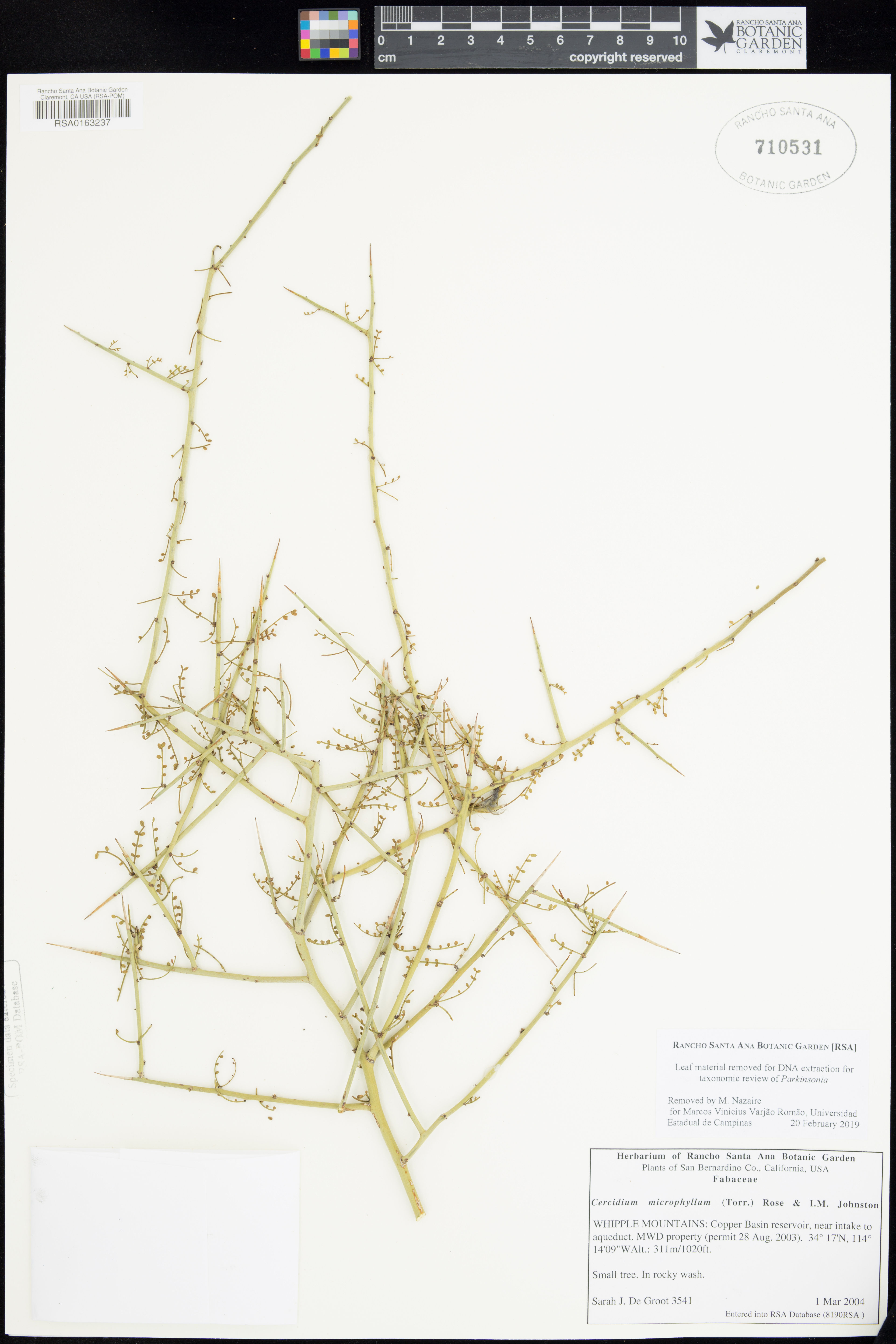 Cercidium microphyllum - 34