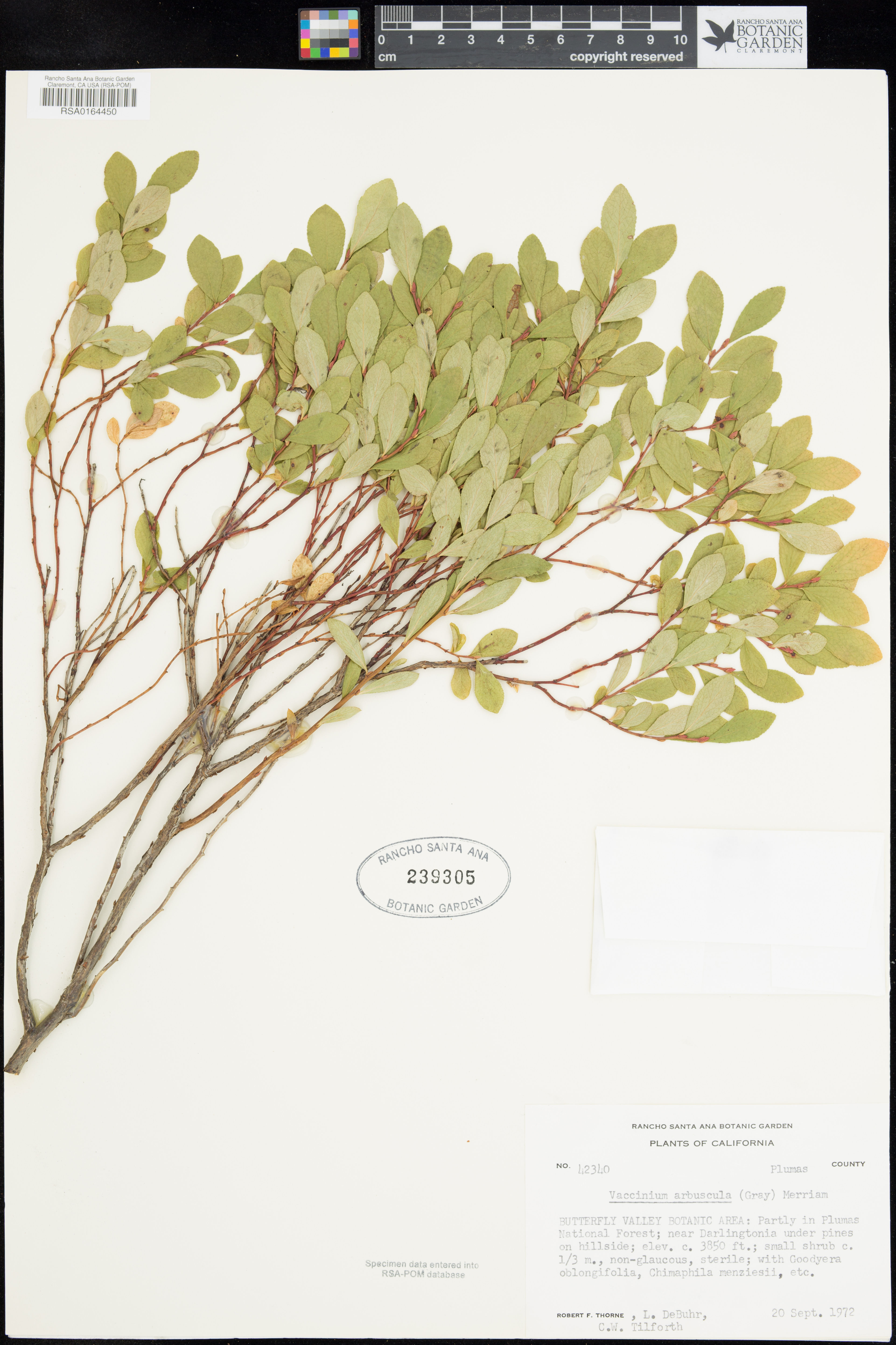 Vaccinium arbuscula - 28
