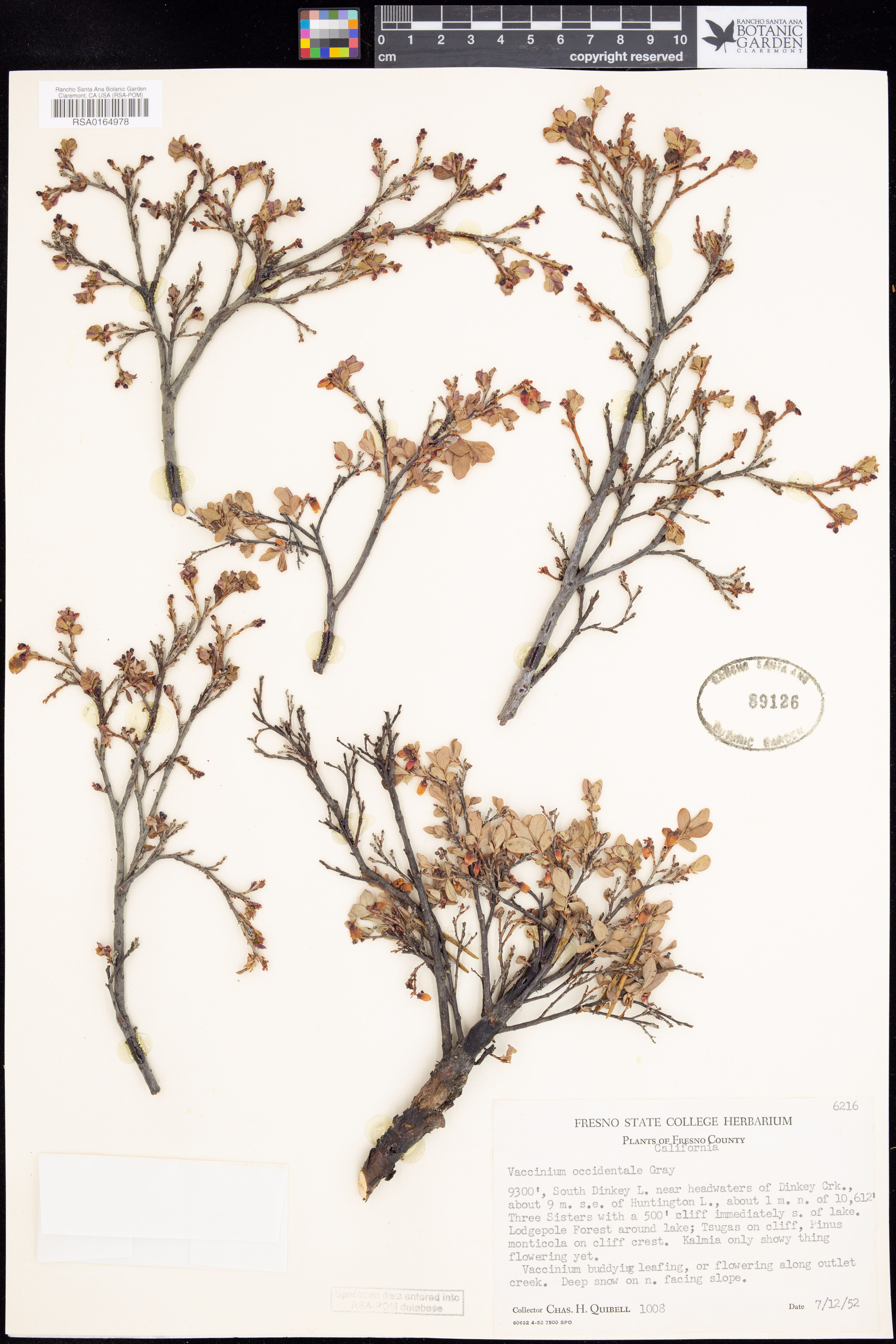 Vaccinium occidentale - 34