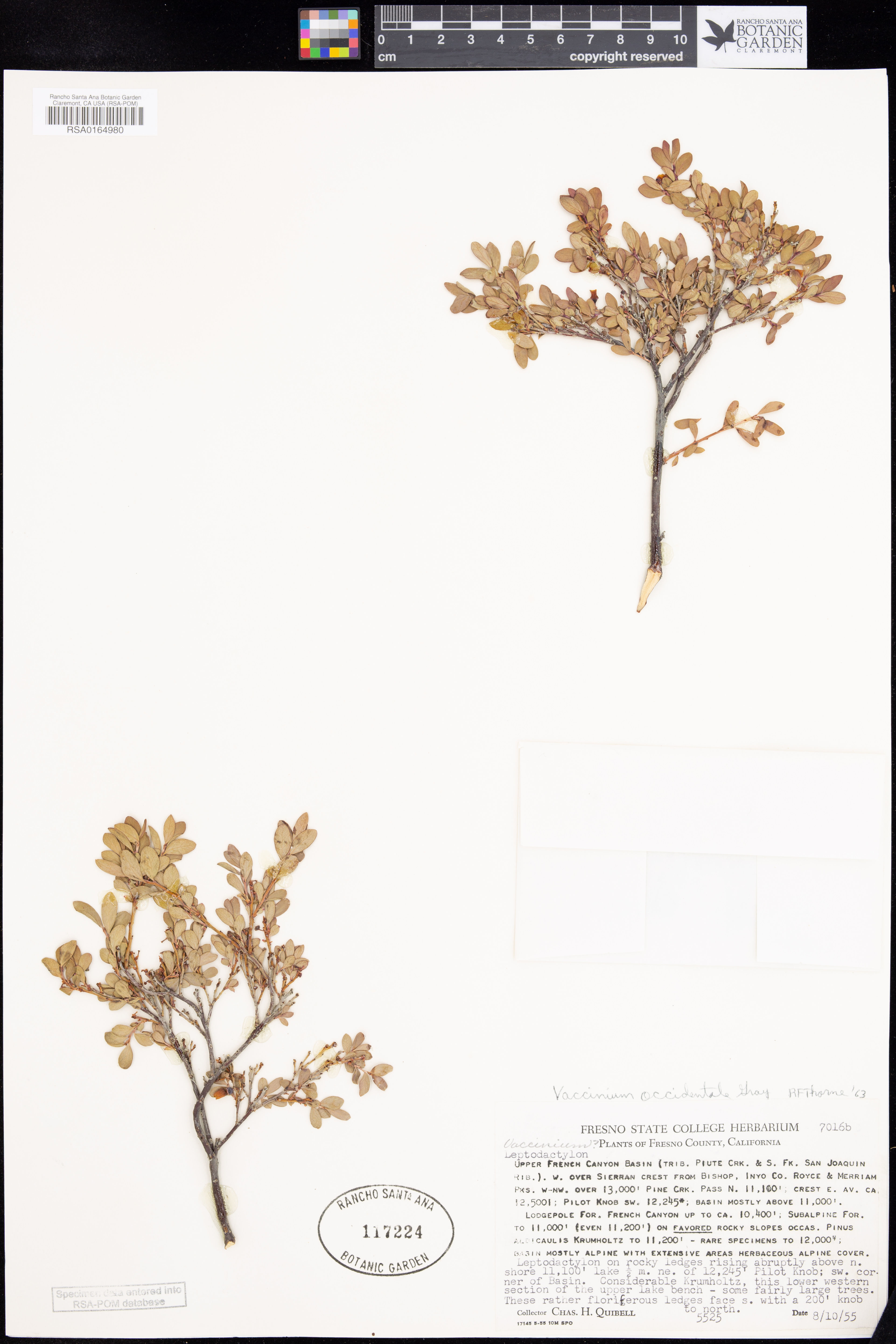 Vaccinium occidentale - 12