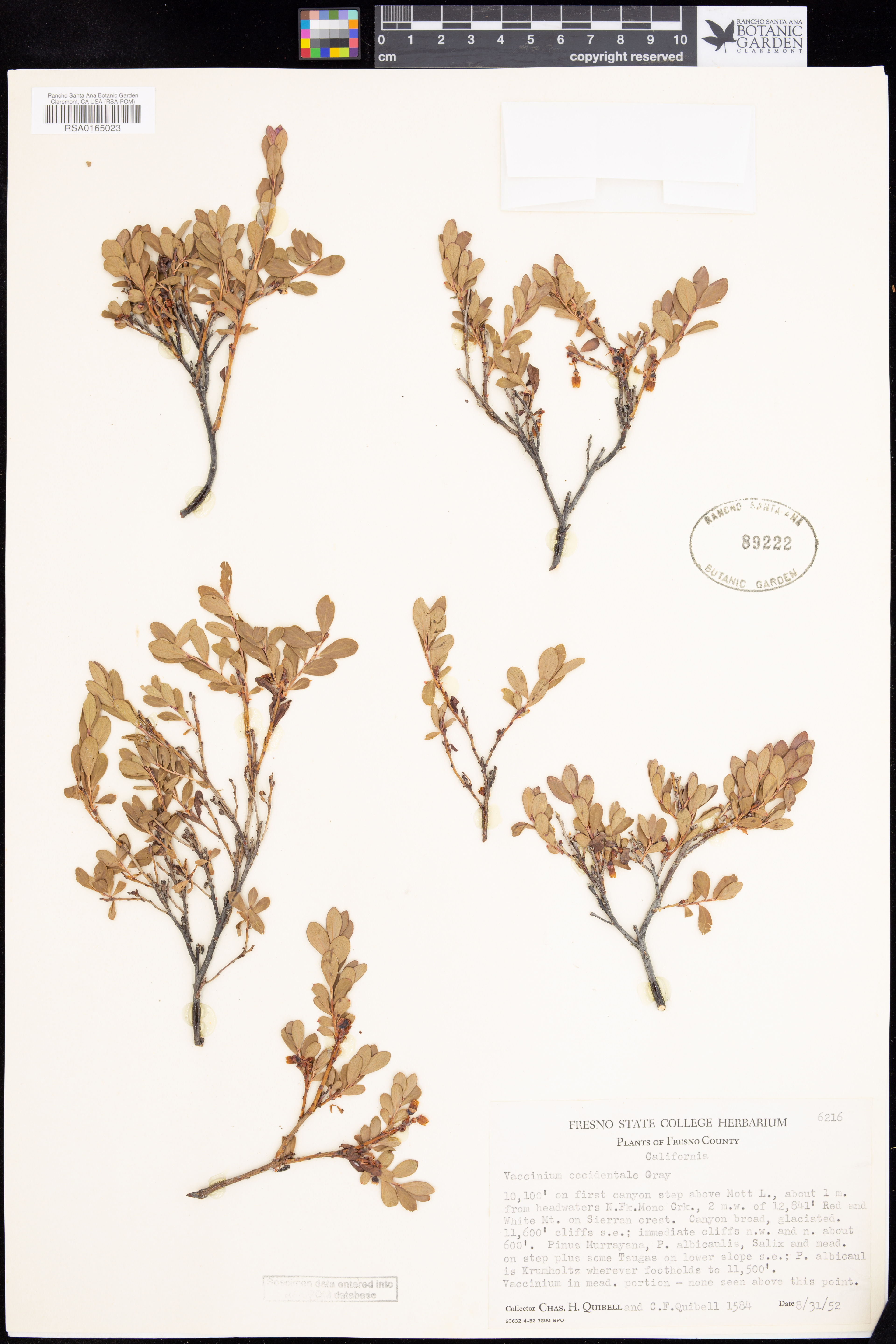 Vaccinium occidentale - 17