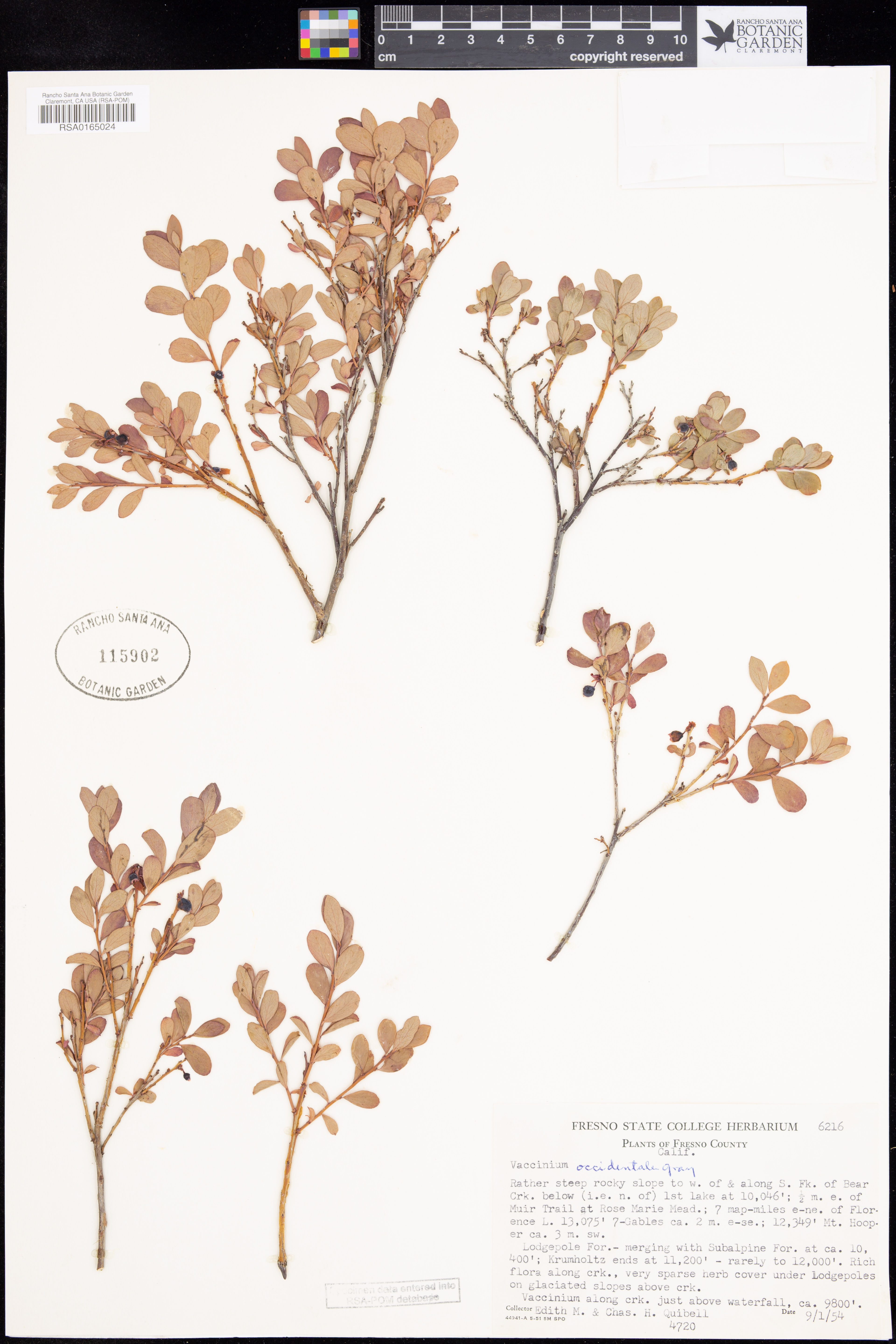 Vaccinium occidentale - 25