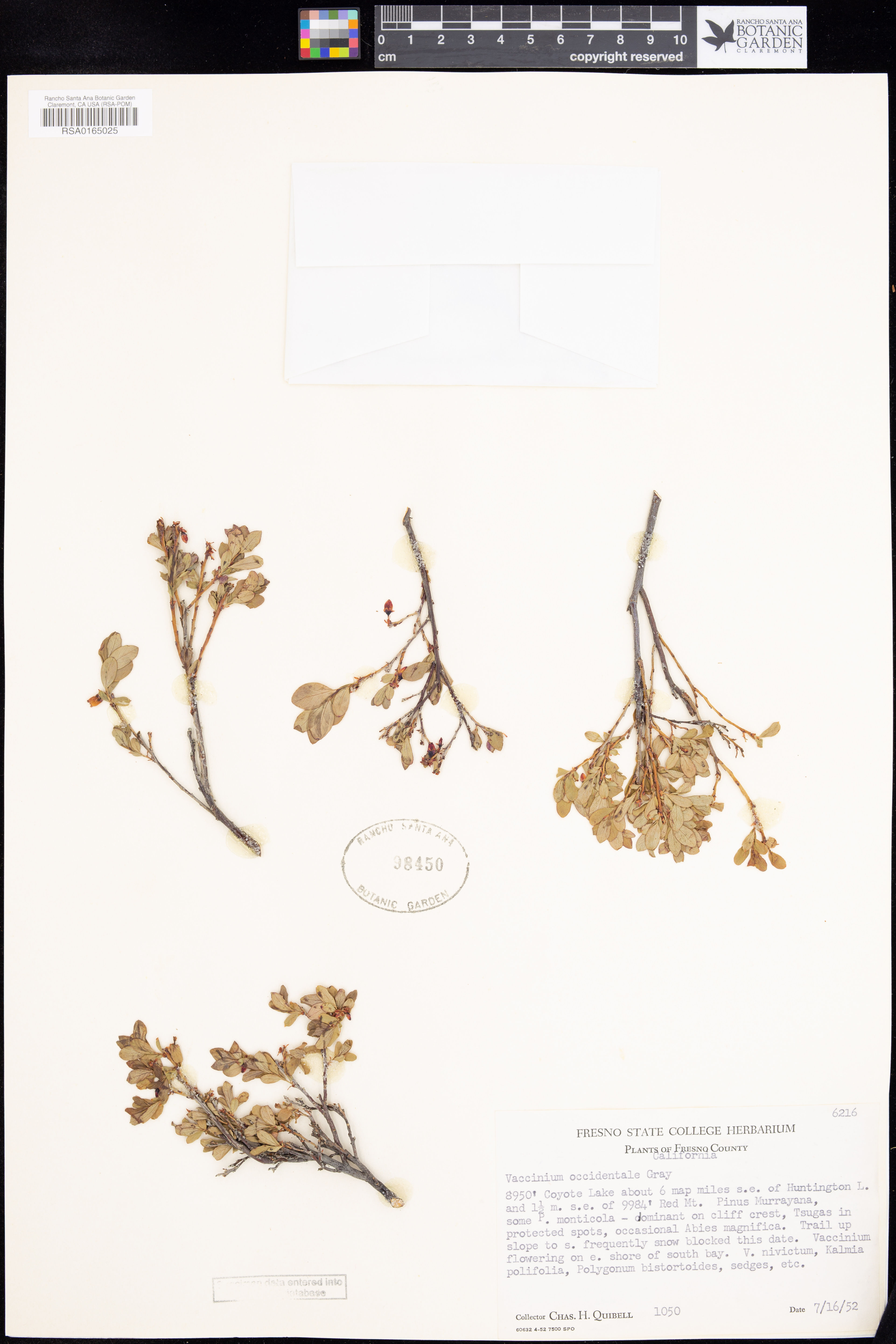 Vaccinium occidentale - 43