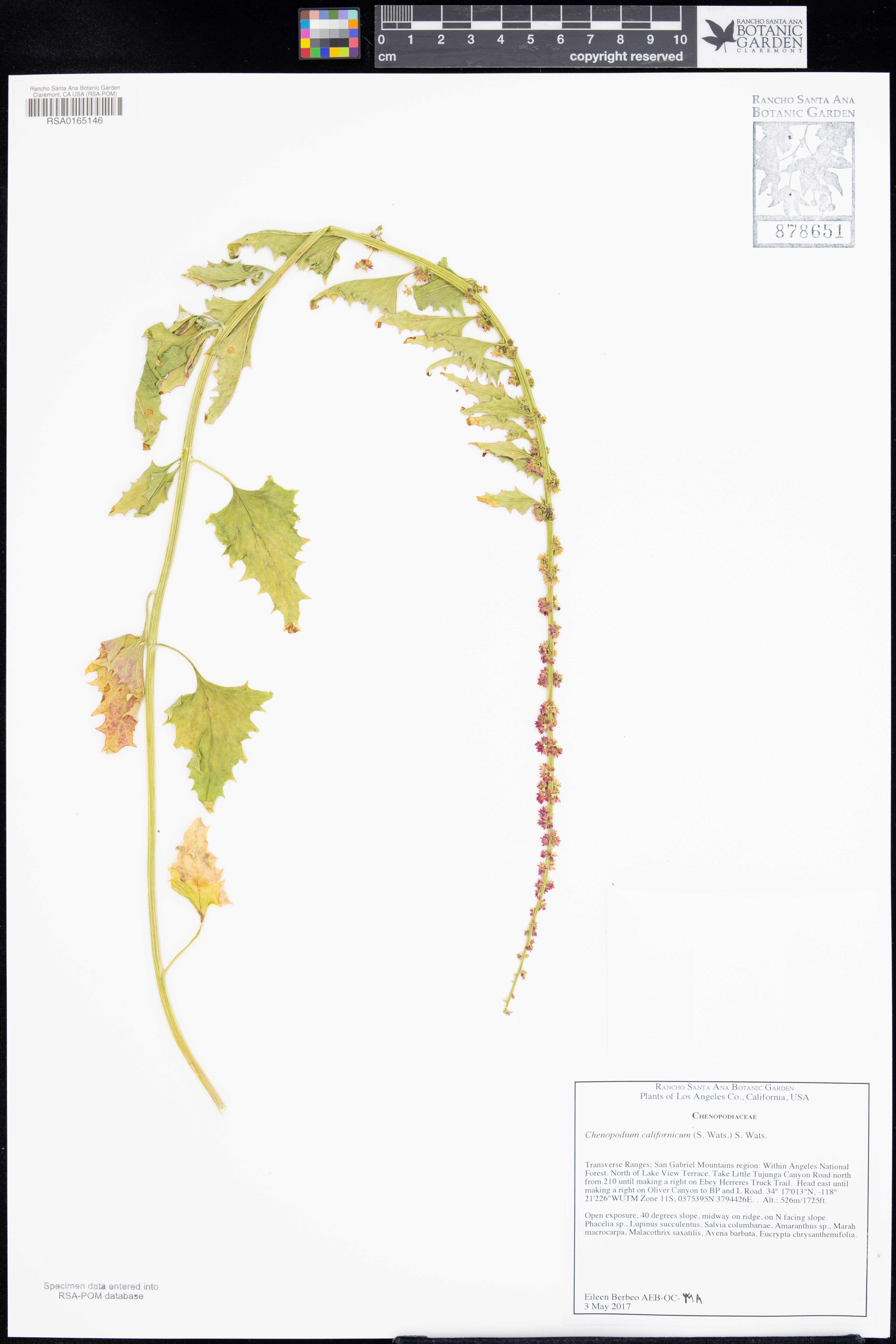 Chenopodium californicum - 58
