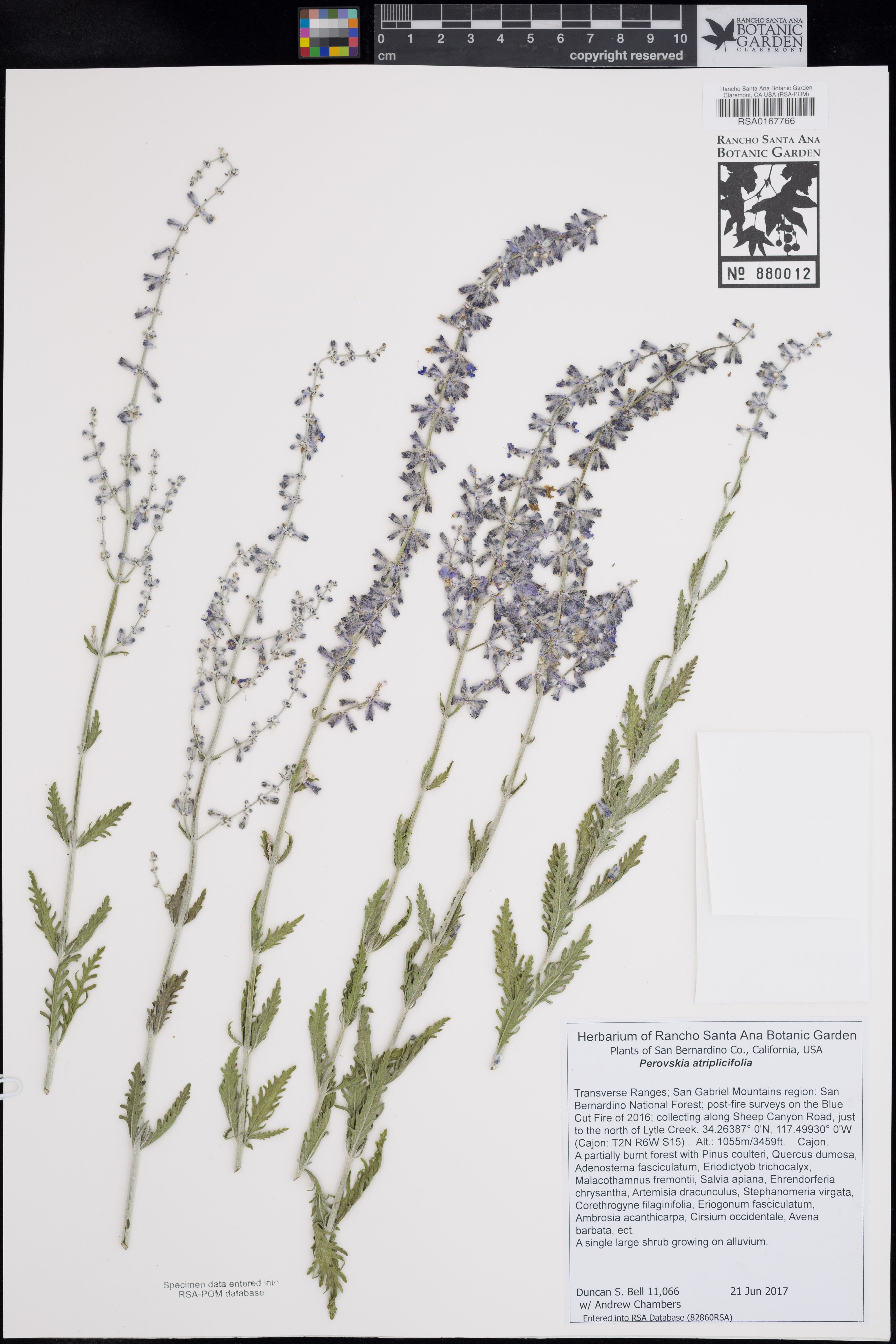 Perovskia atriplicifolia - 10
